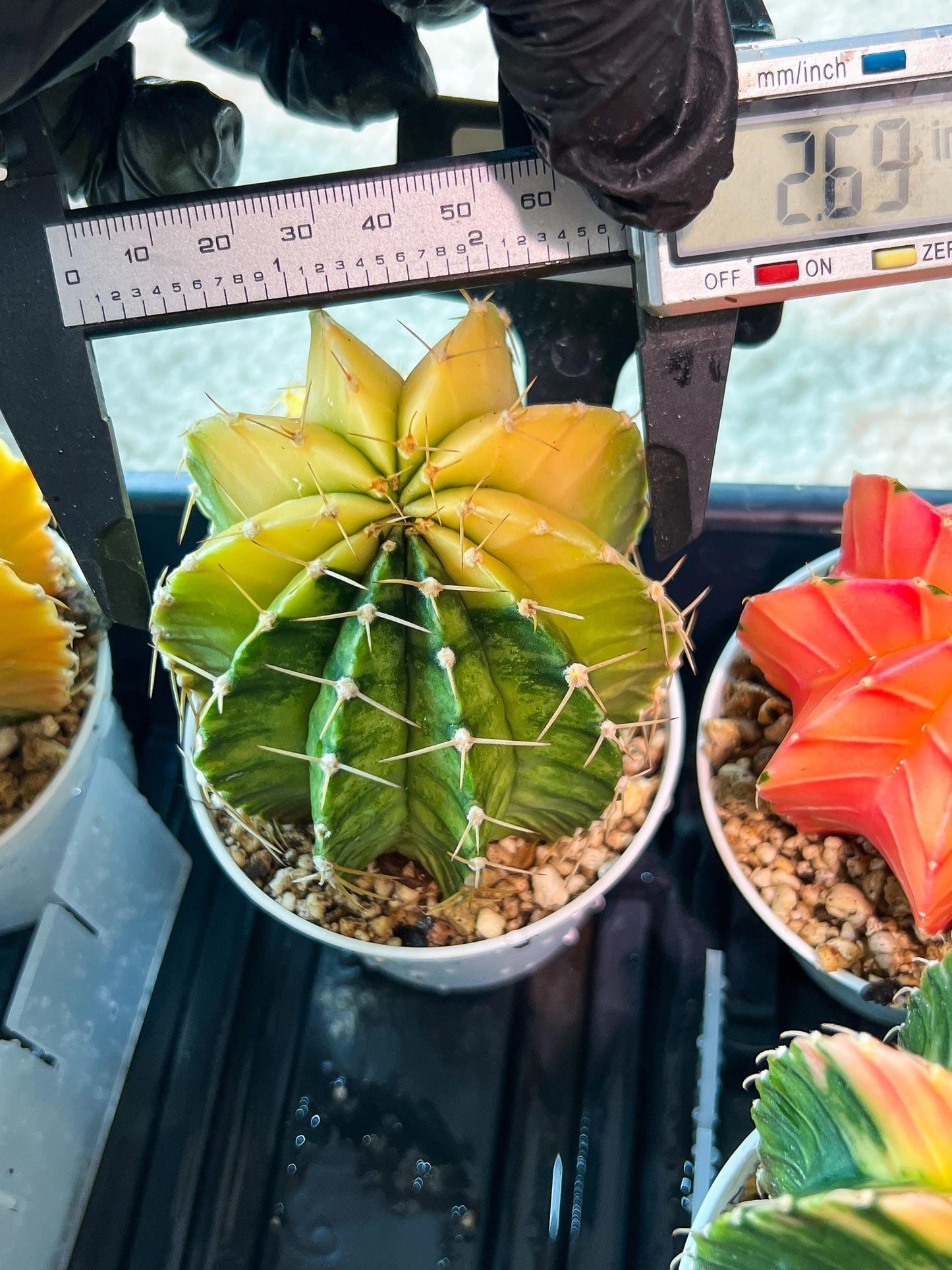 Gymnocalycium Mihanovichii Var (g1) (y7) | variegated cactus