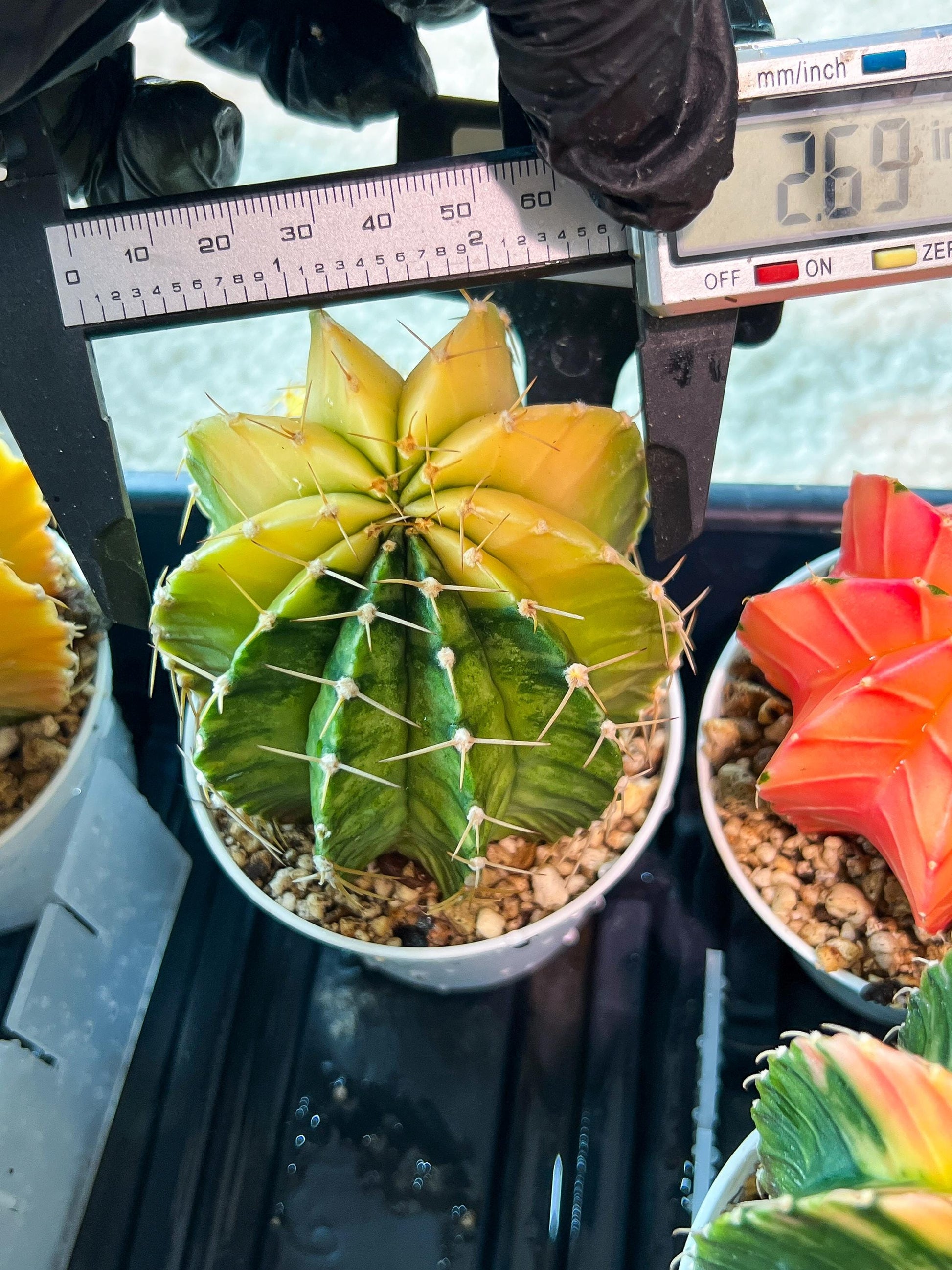 Gymnocalycium Mihanovichii Var (g1) (y7) | variegated cactus