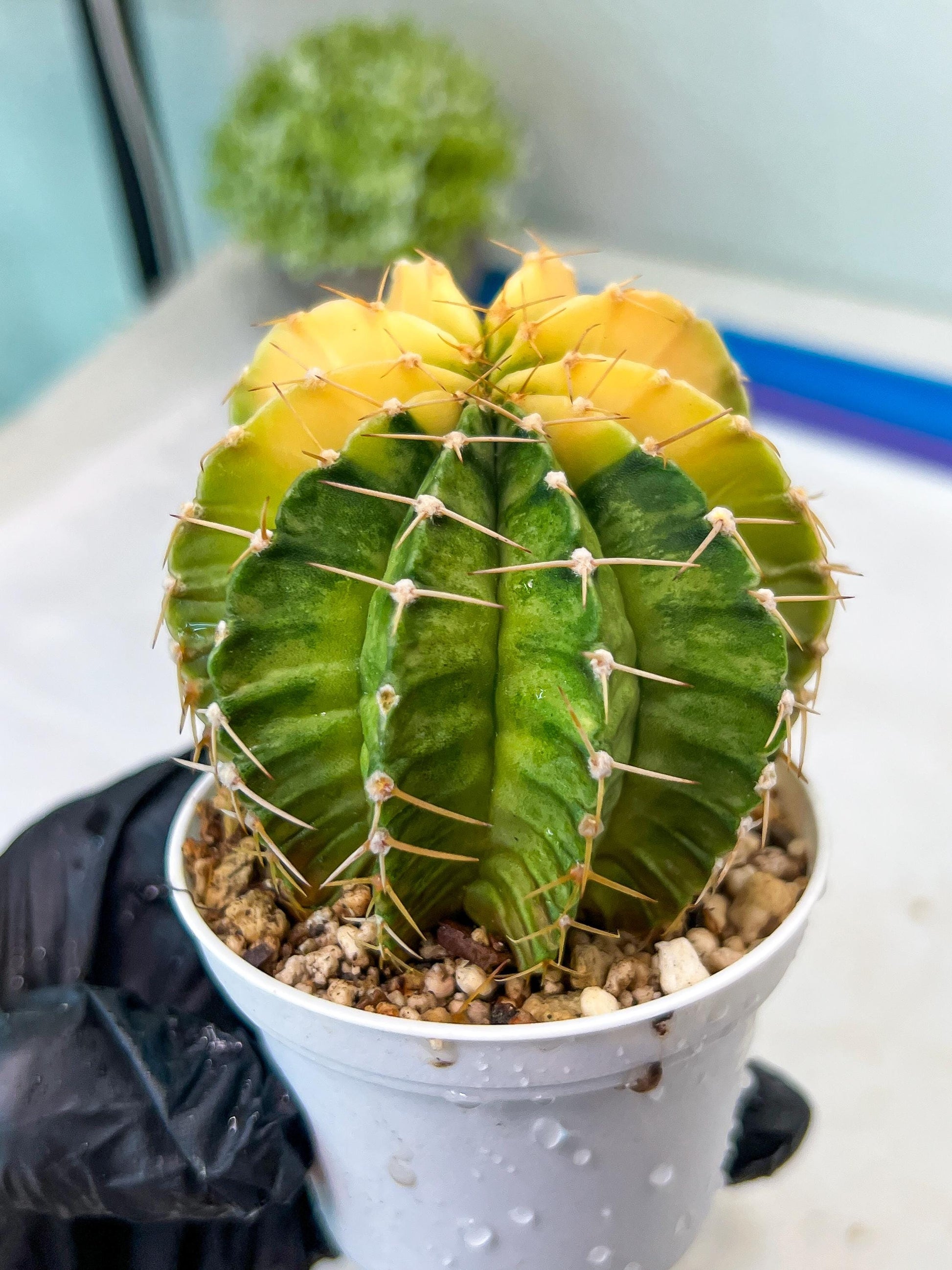 Gymnocalycium Mihanovichii Var (g1) (y7) | variegated cactus
