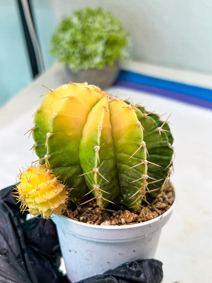 Gymnocalycium Mihanovichii Var (g1) (y7) | variegated cactus
