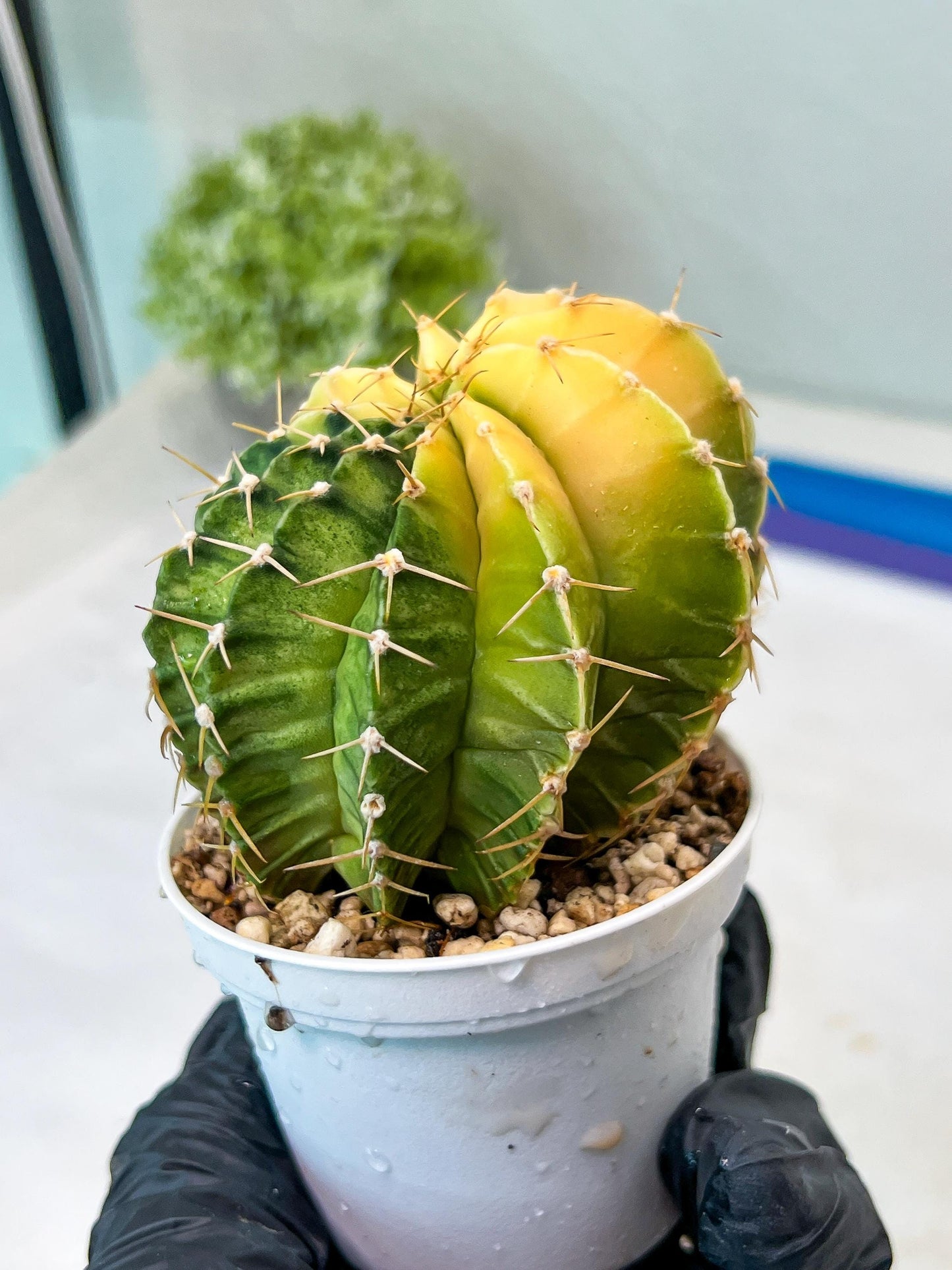 Gymnocalycium Mihanovichii Var (g1) (y7) | variegated cactus