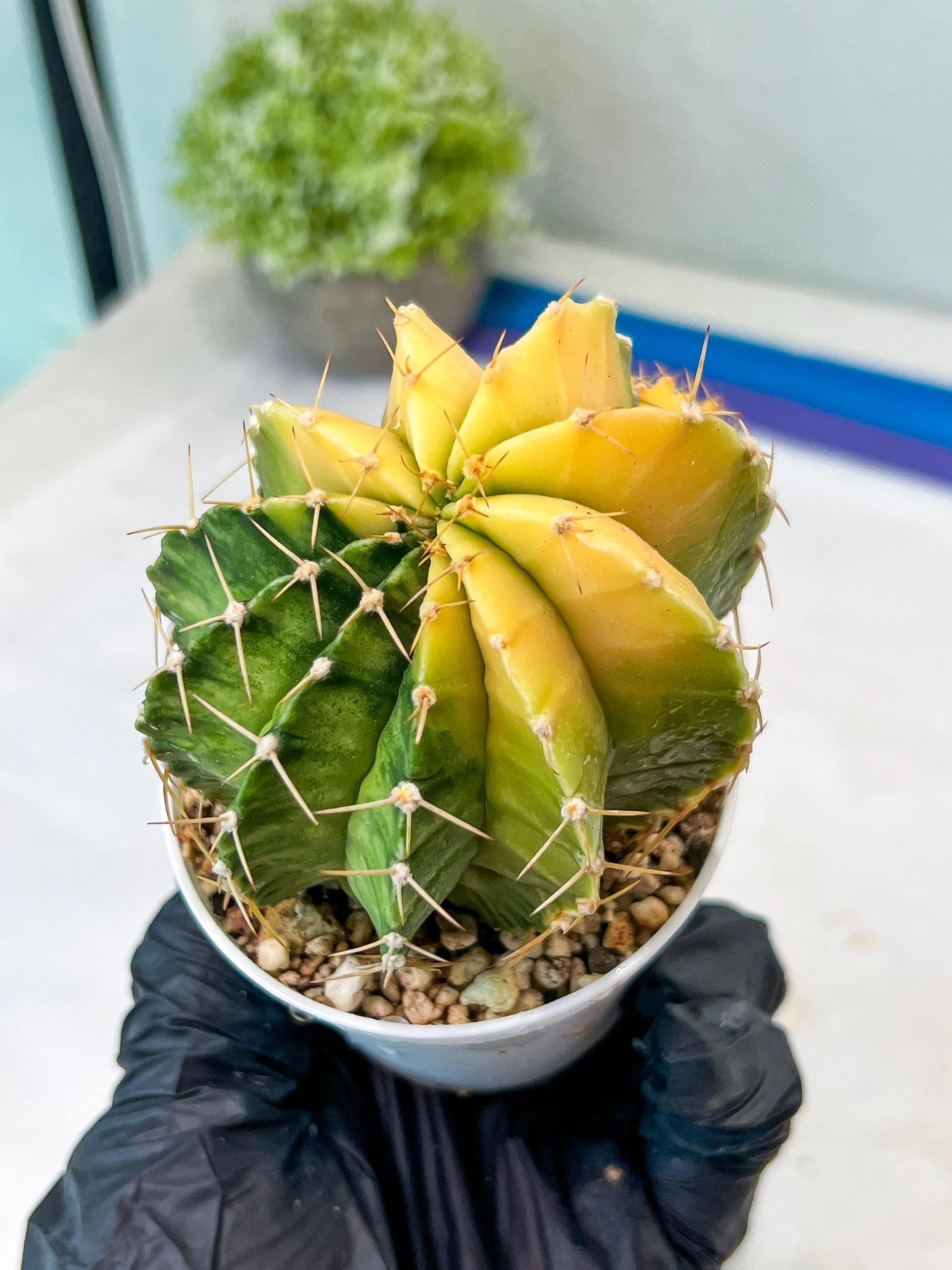 Gymnocalycium Mihanovichii Var (g1) (y7) | variegated cactus