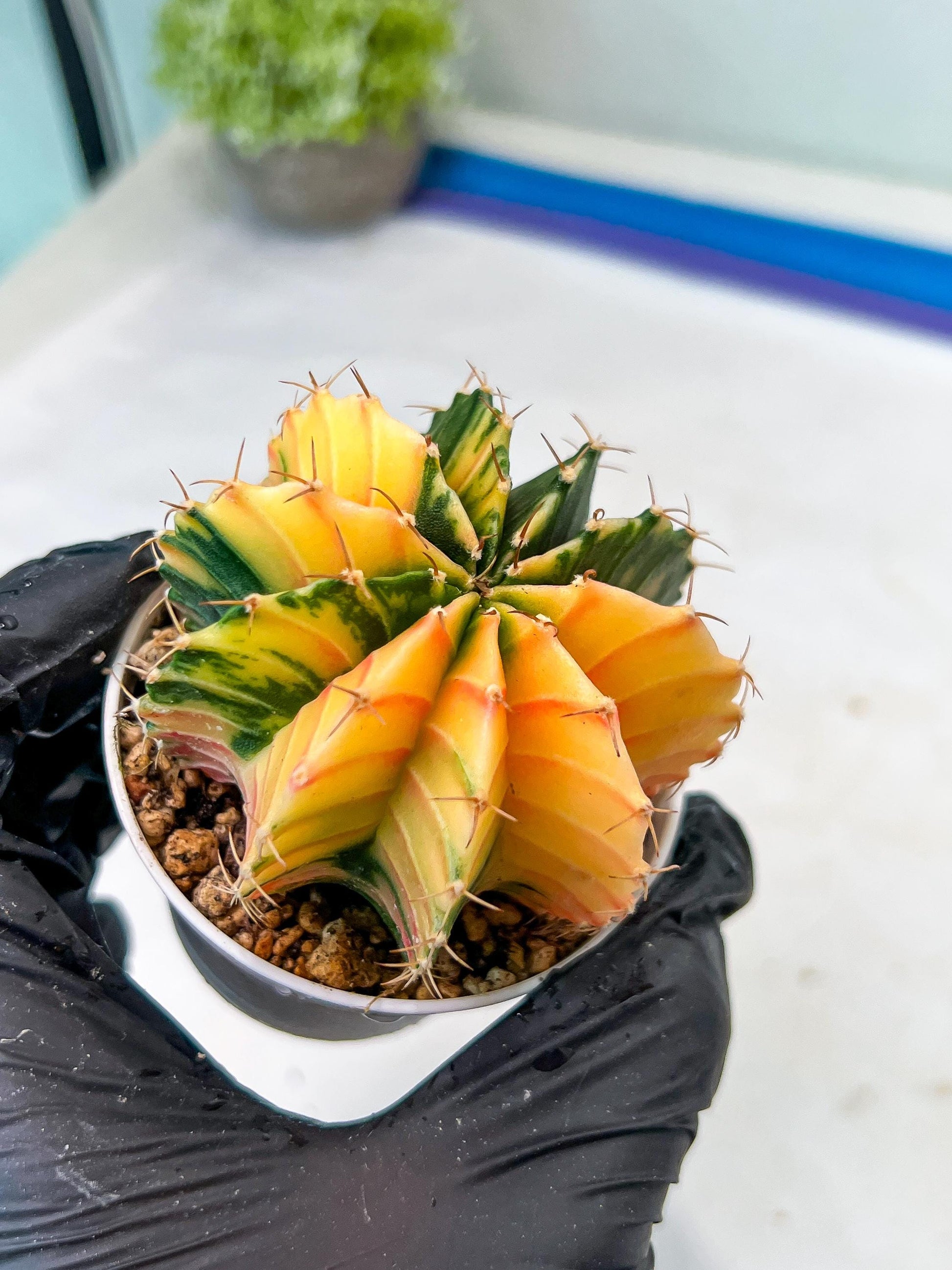 Gymnocalycium Mihanovichii Var (g1) (p1) | variegated cactus