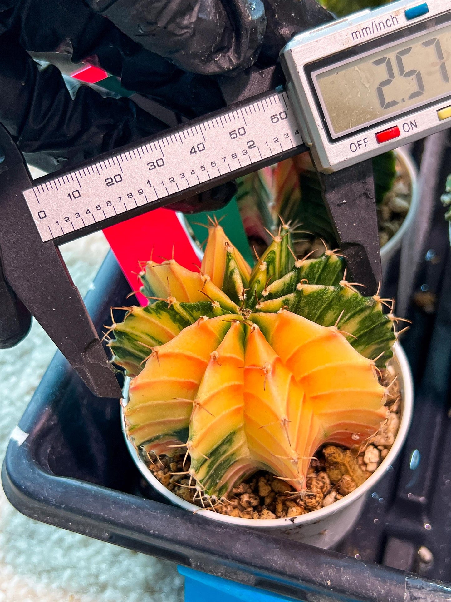 Gymnocalycium Mihanovichii Var (g1) (p1) | variegated cactus