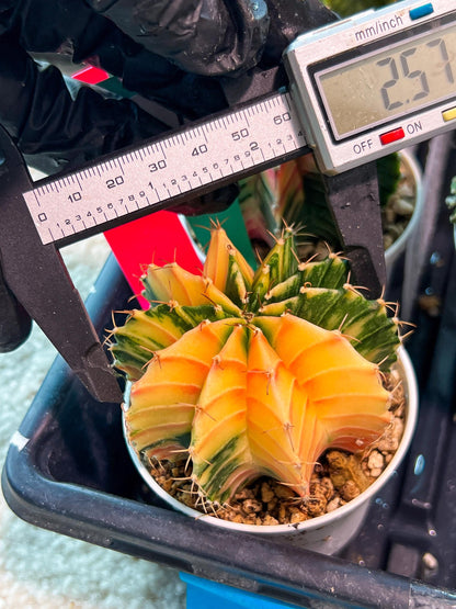 Gymnocalycium Mihanovichii Var (g1) (p1) | variegated cactus