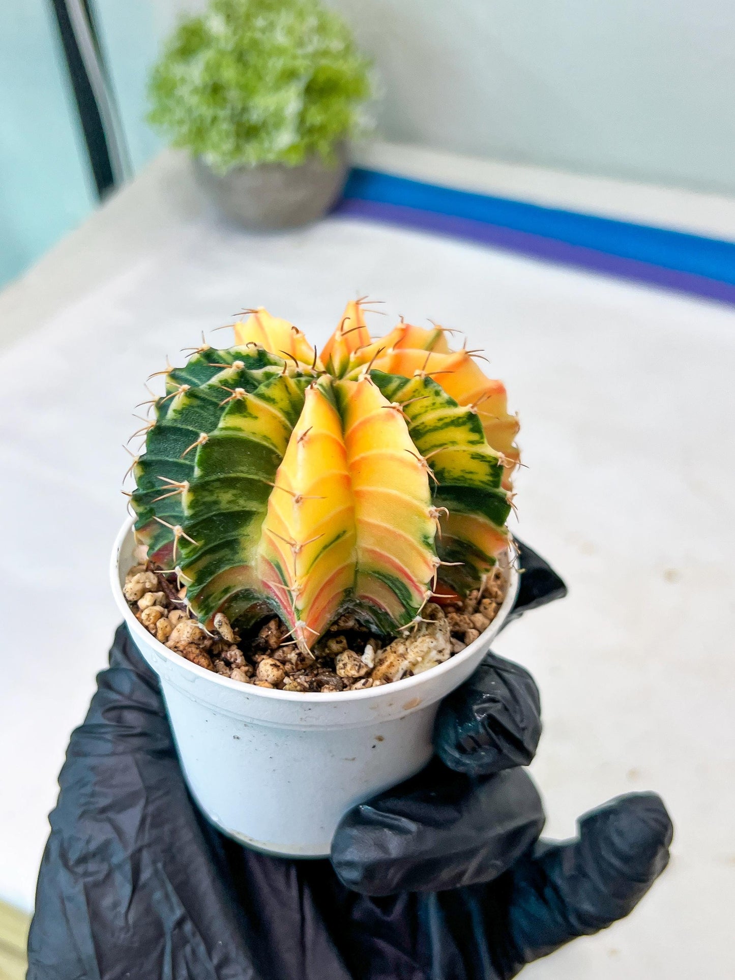 Gymnocalycium Mihanovichii Var (g1) (p1) | variegated cactus