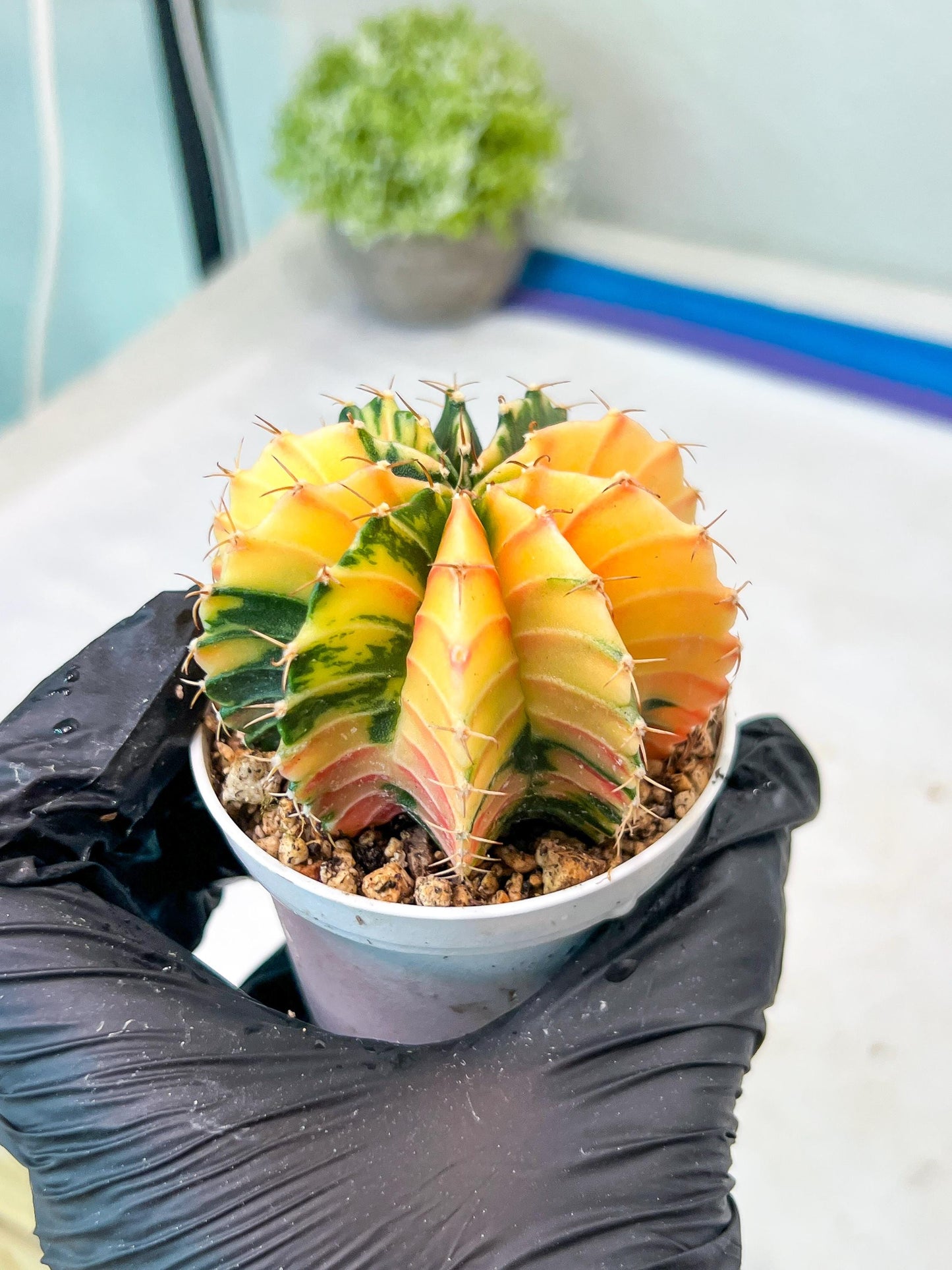 Gymnocalycium Mihanovichii Var (g1) (p1) | variegated cactus