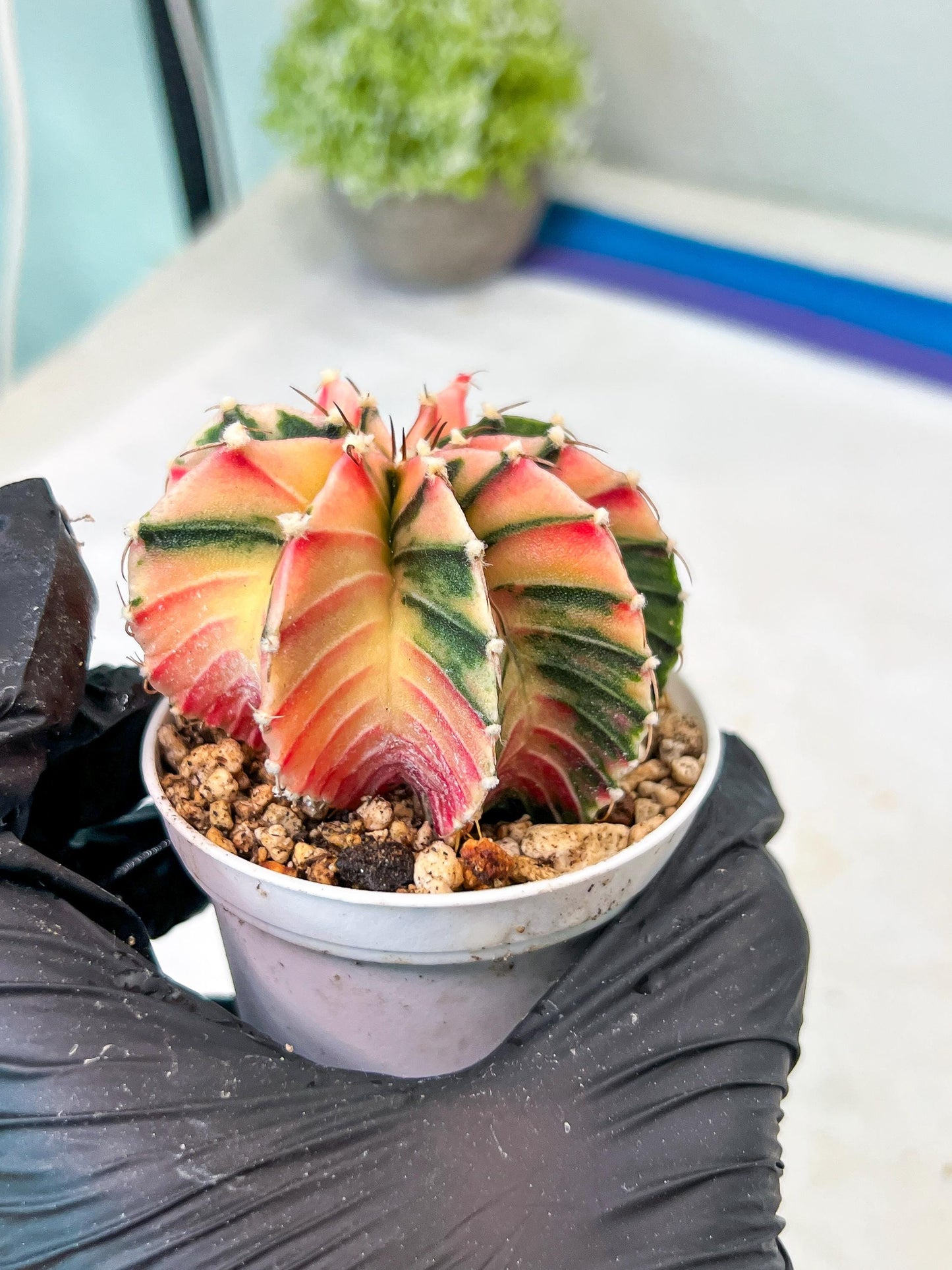 Gymnocalycium Mihanovichii Var (g1) (p2) | variegated cactus