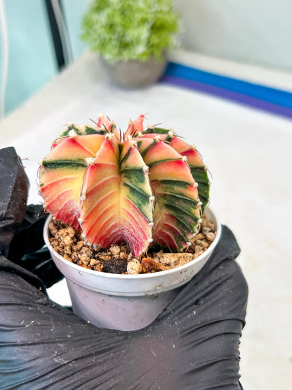 Gymnocalycium Mihanovichii Var (g1) (p2) | variegated cactus