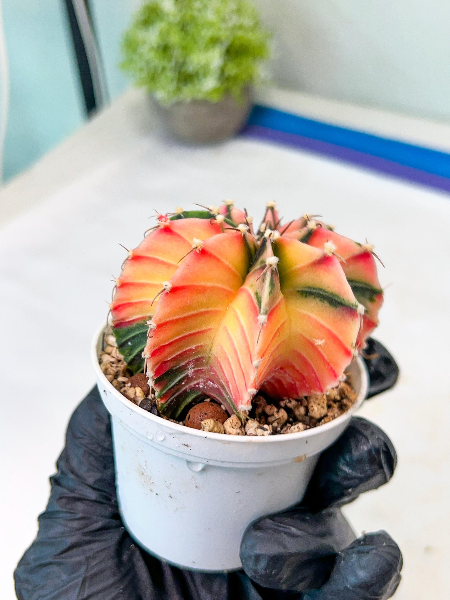 Gymnocalycium Mihanovichii Var (g1) (p2) | variegated cactus