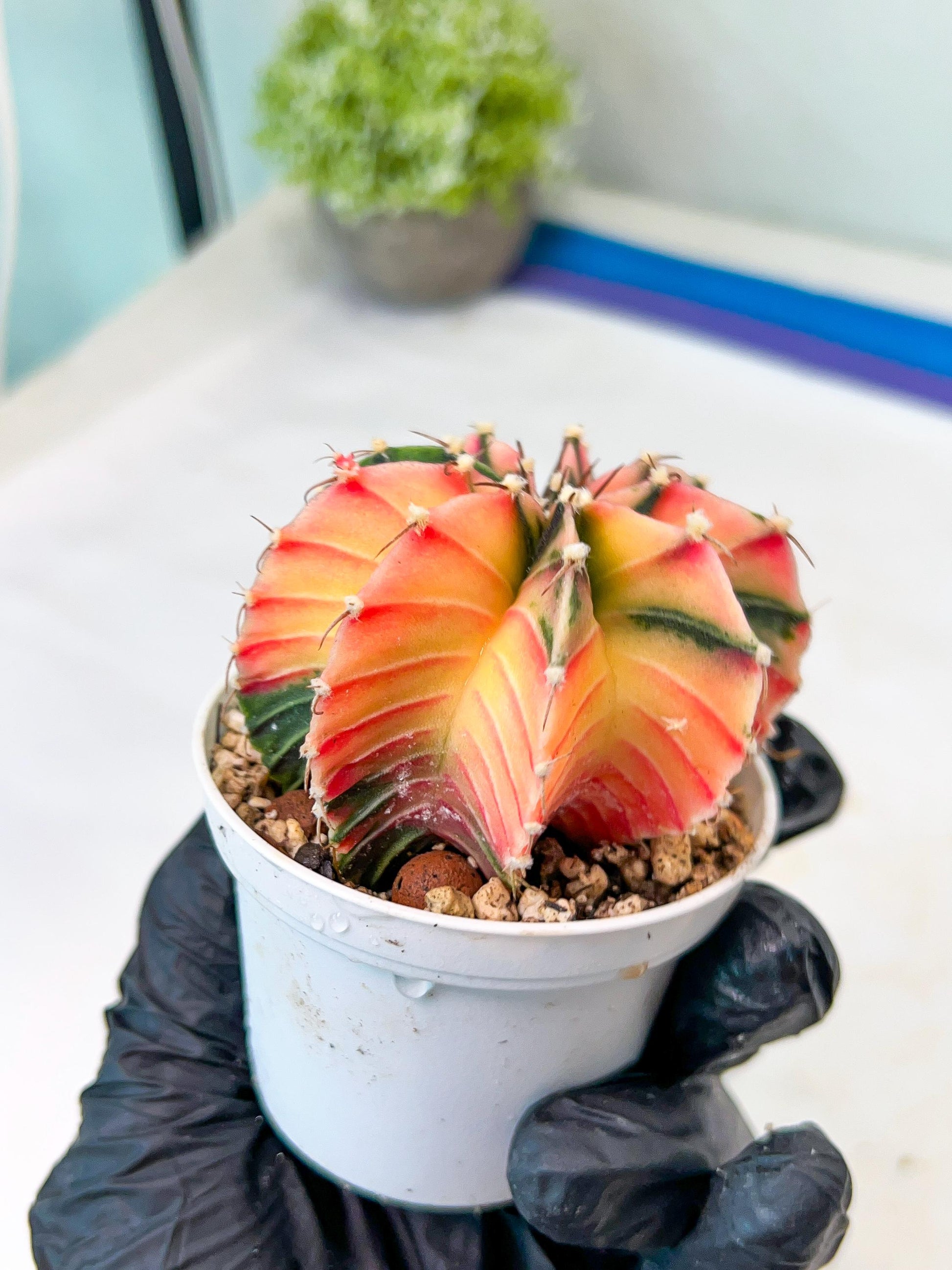 Gymnocalycium Mihanovichii Var (g1) (p2) | variegated cactus