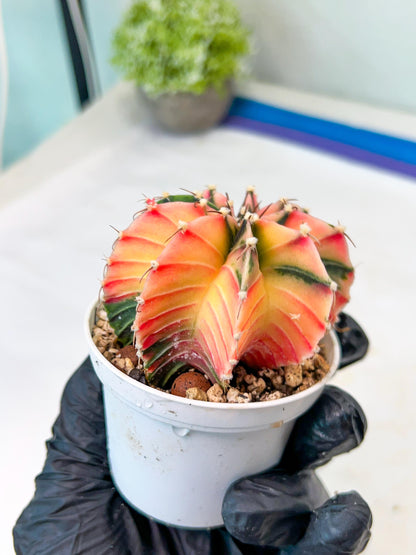 Gymnocalycium Mihanovichii Var (g1) (p2) | variegated cactus