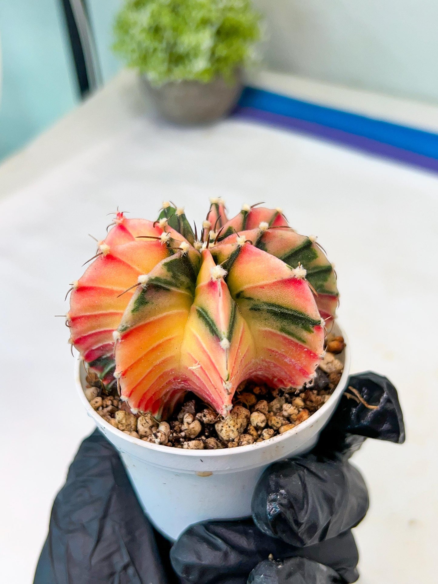 Gymnocalycium Mihanovichii Var (g1) (p2) | variegated cactus