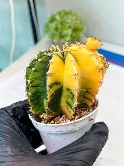 Gymnocalycium Mihanovichii Var (g1) (p3) | variegated cactus