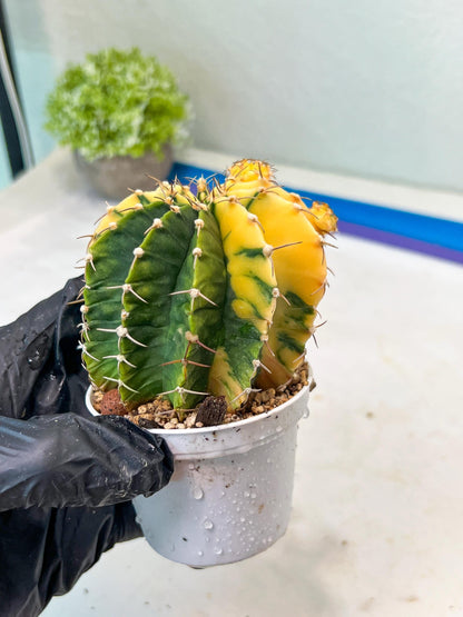 Gymnocalycium Mihanovichii Var (g1) (p3) | variegated cactus