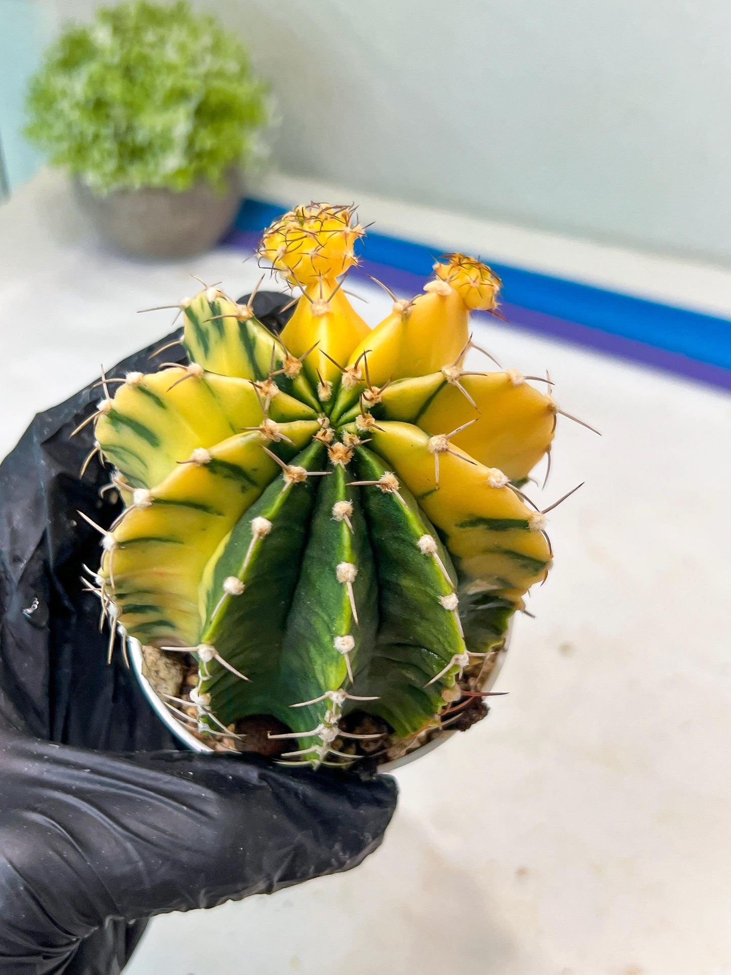 Gymnocalycium Mihanovichii Var (g1) (p3) | variegated cactus