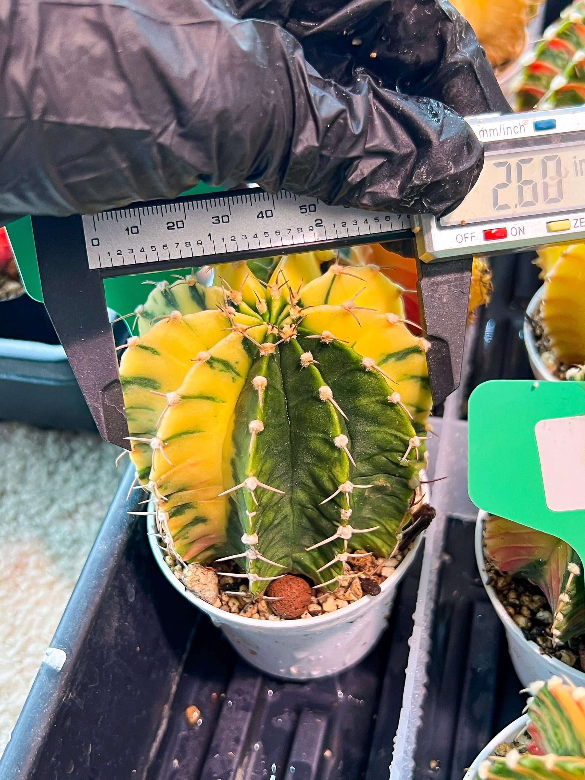Gymnocalycium Mihanovichii Var (g1) (p3) | variegated cactus
