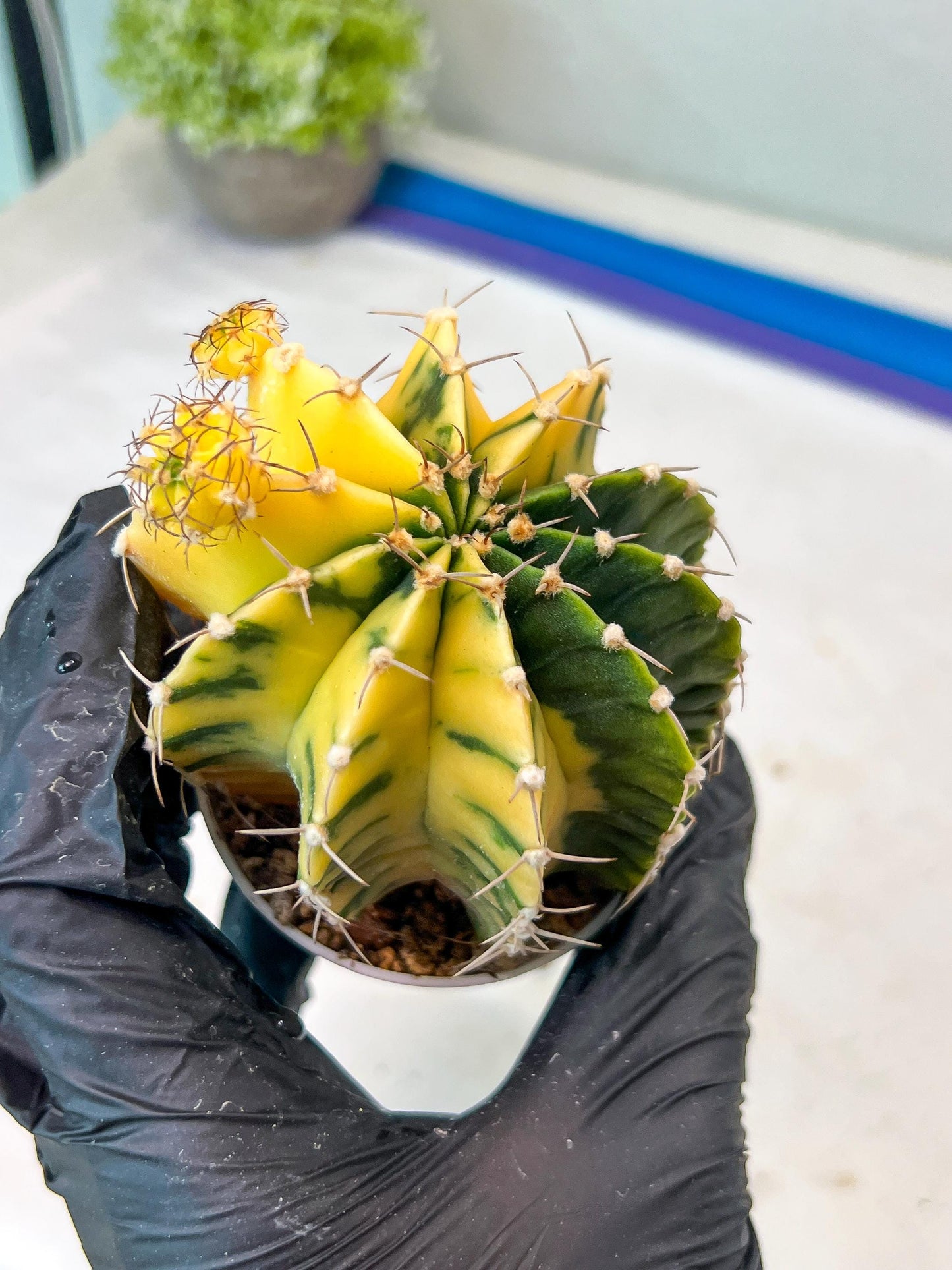 Gymnocalycium Mihanovichii Var (g1) (p3) | variegated cactus