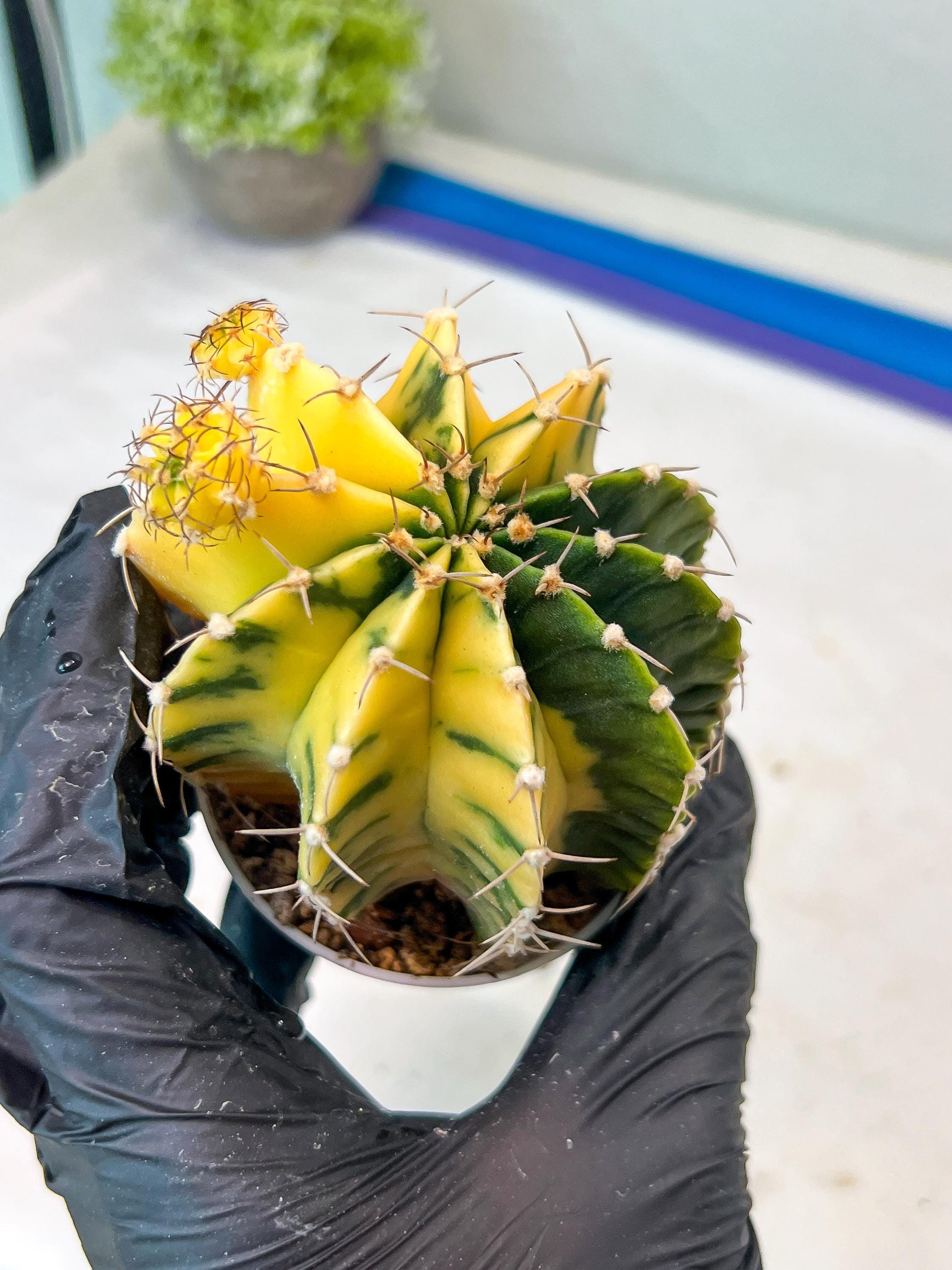 Gymnocalycium Mihanovichii Var (g1) (p3) | variegated cactus