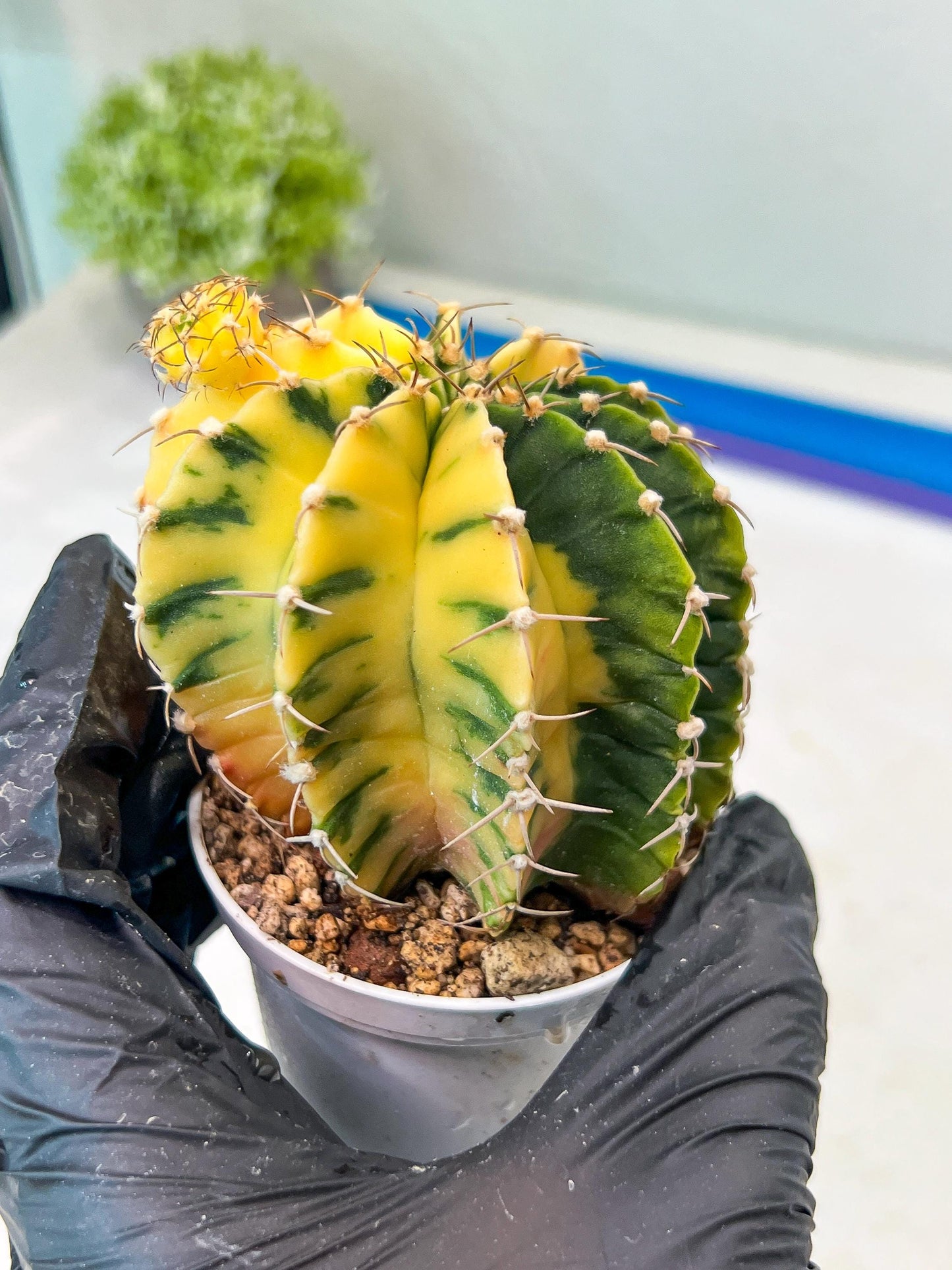 Gymnocalycium Mihanovichii Var (g1) (p3) | variegated cactus