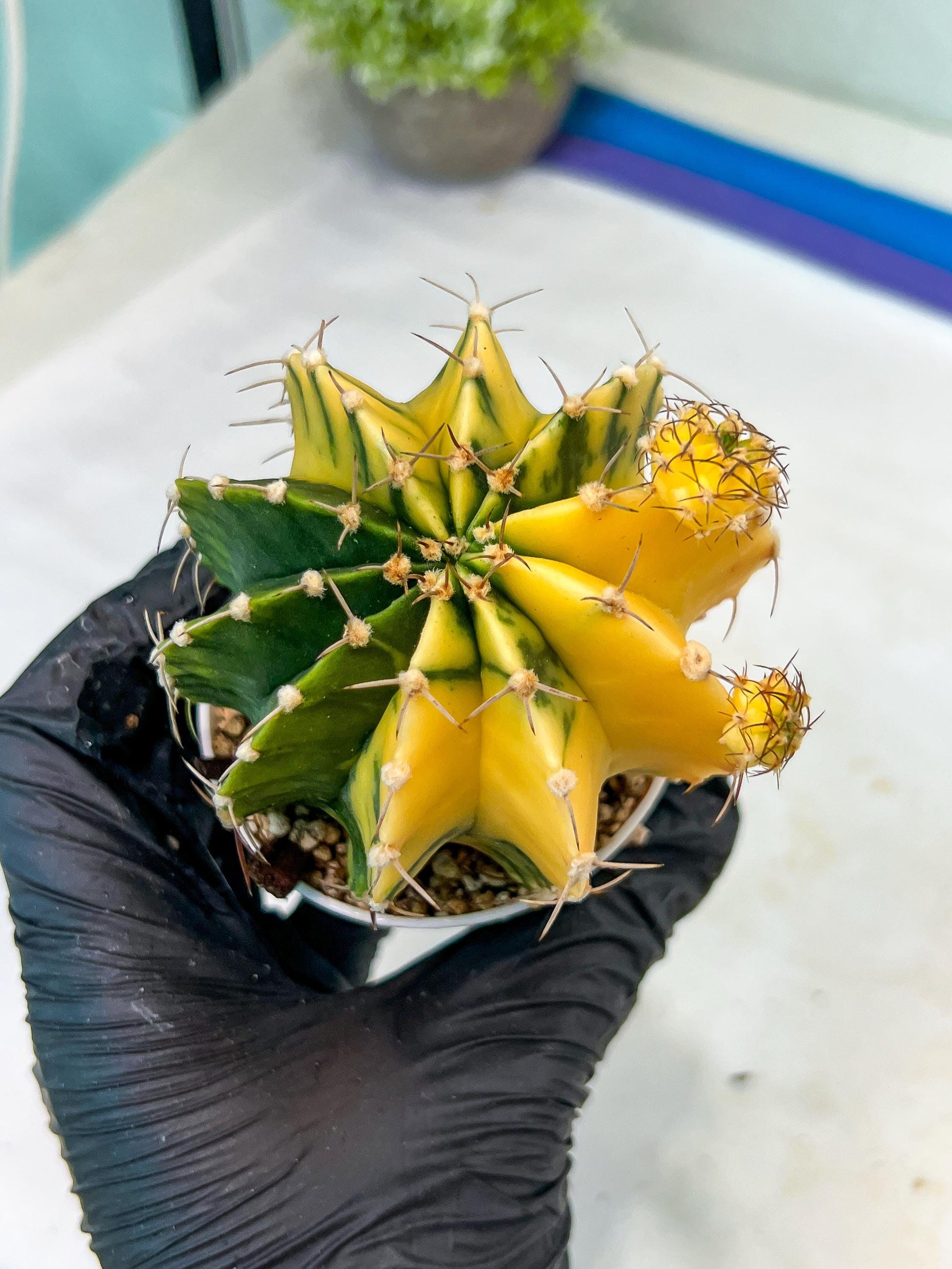 Gymnocalycium Mihanovichii Var (g1) (p3) | variegated cactus