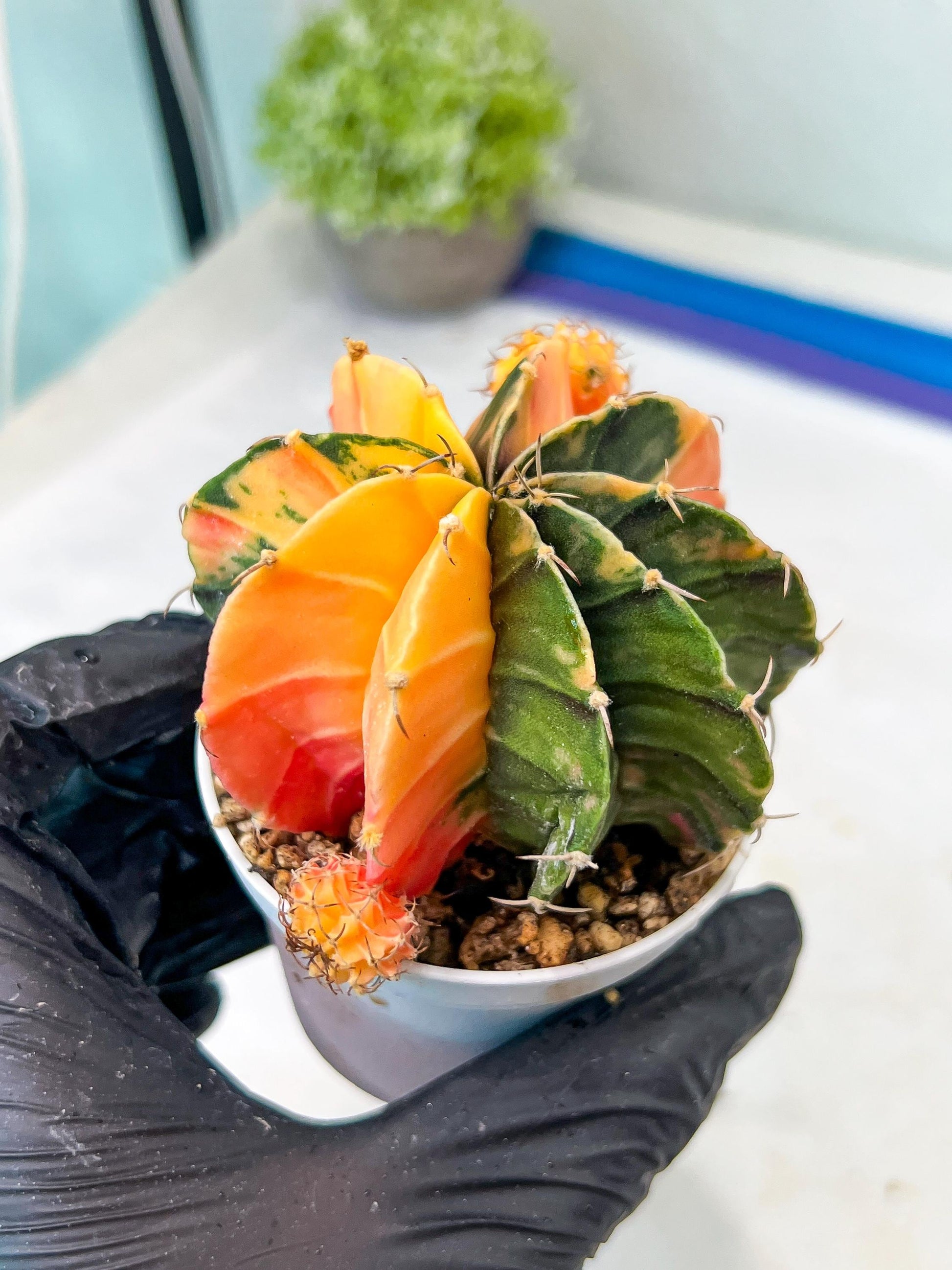 Gymnocalycium Mihanovichii Var (g1) (p4) | variegated cactus