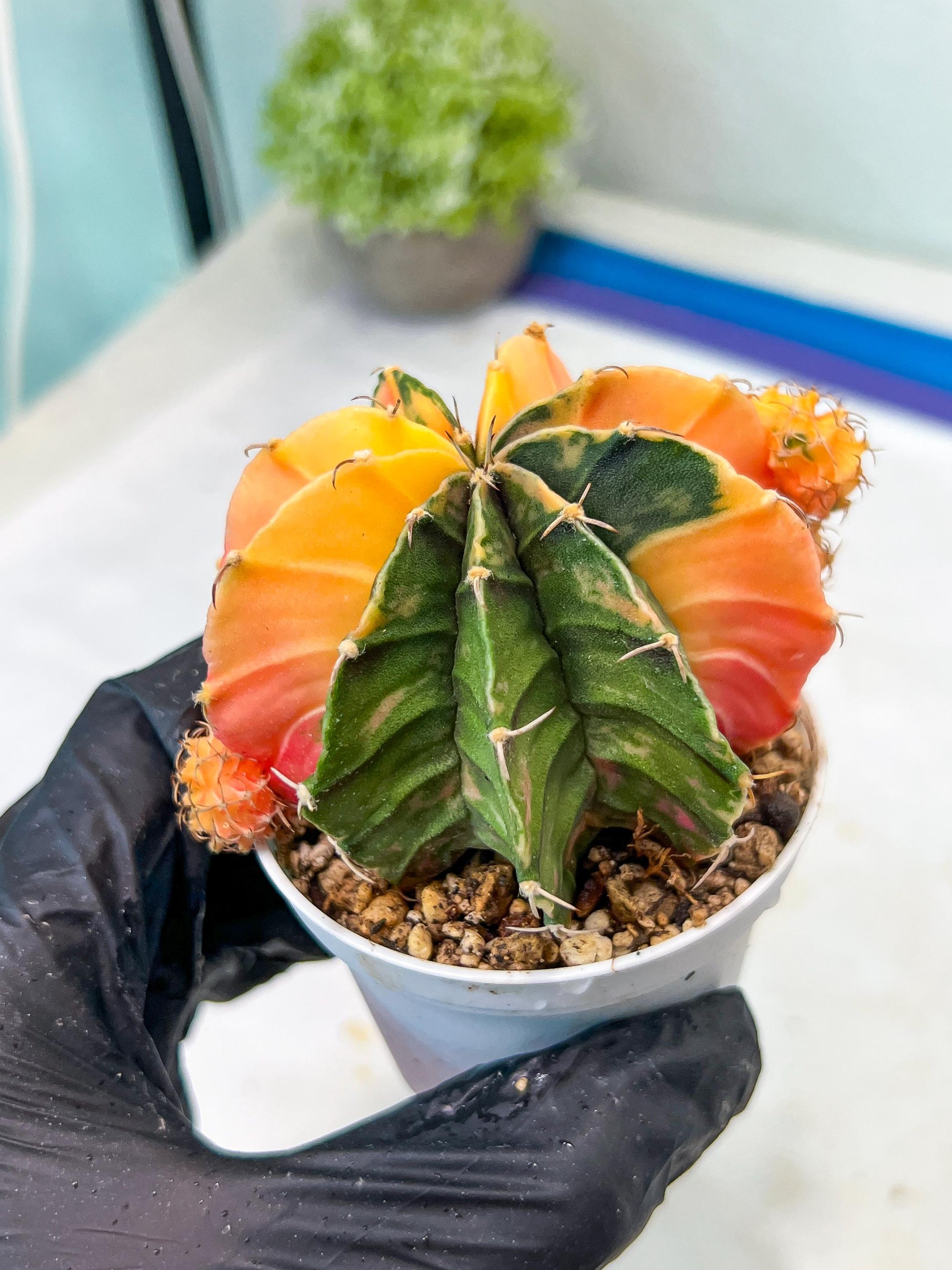 Gymnocalycium Mihanovichii Var (g1) (p4) | variegated cactus