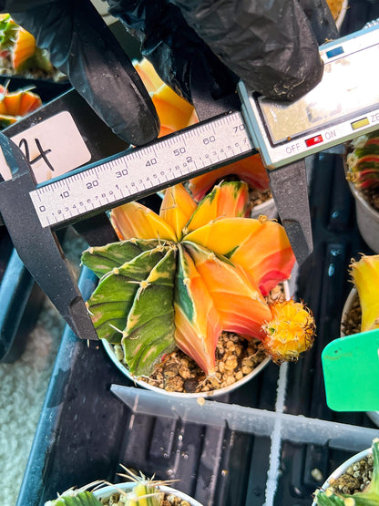 Gymnocalycium Mihanovichii Var (g1) (p4) | variegated cactus