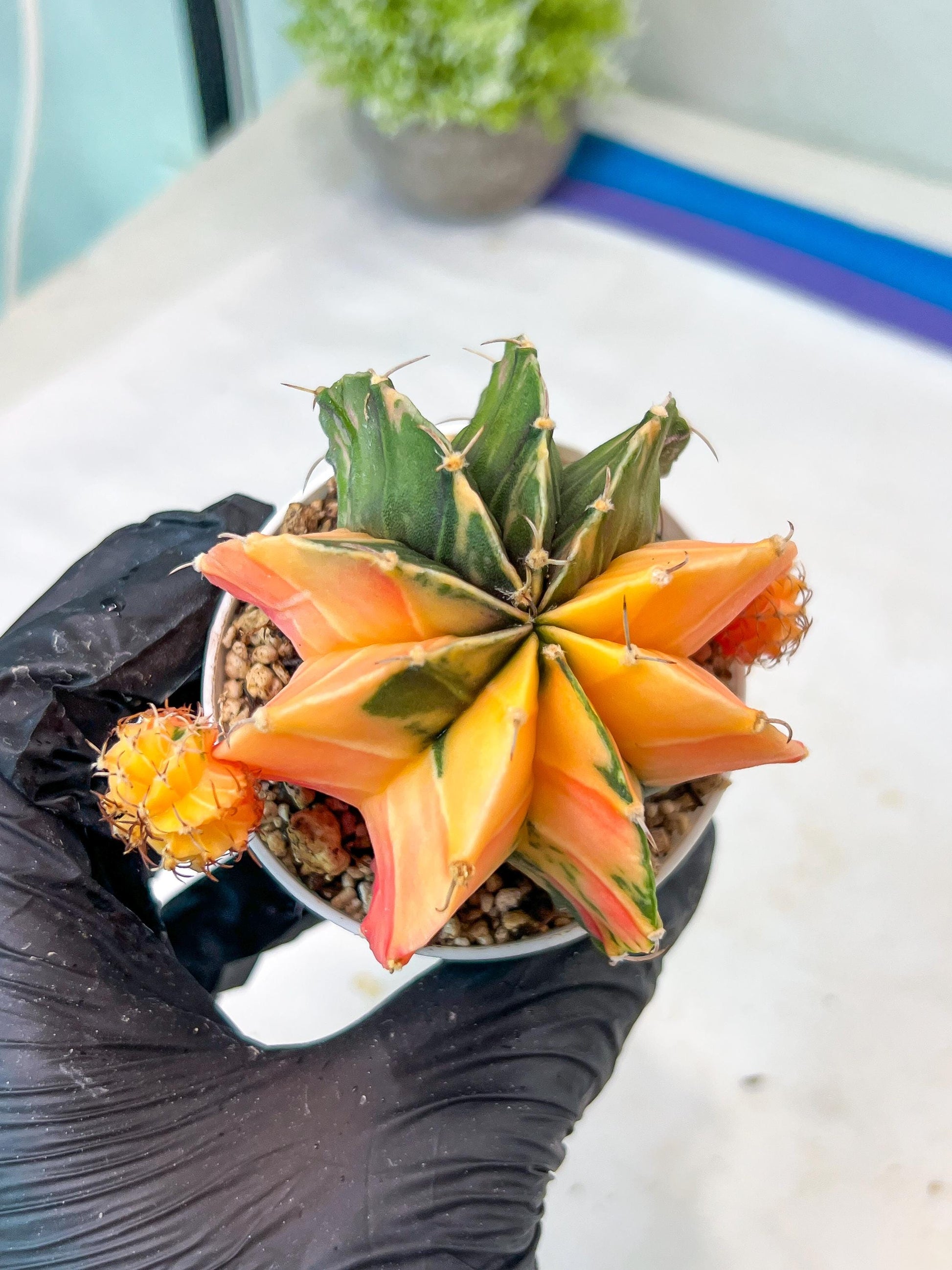 Gymnocalycium Mihanovichii Var (g1) (p4) | variegated cactus