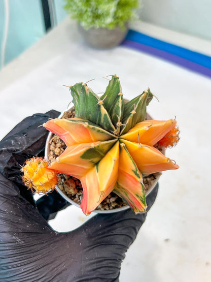 Gymnocalycium Mihanovichii Var (g1) (p4) | variegated cactus