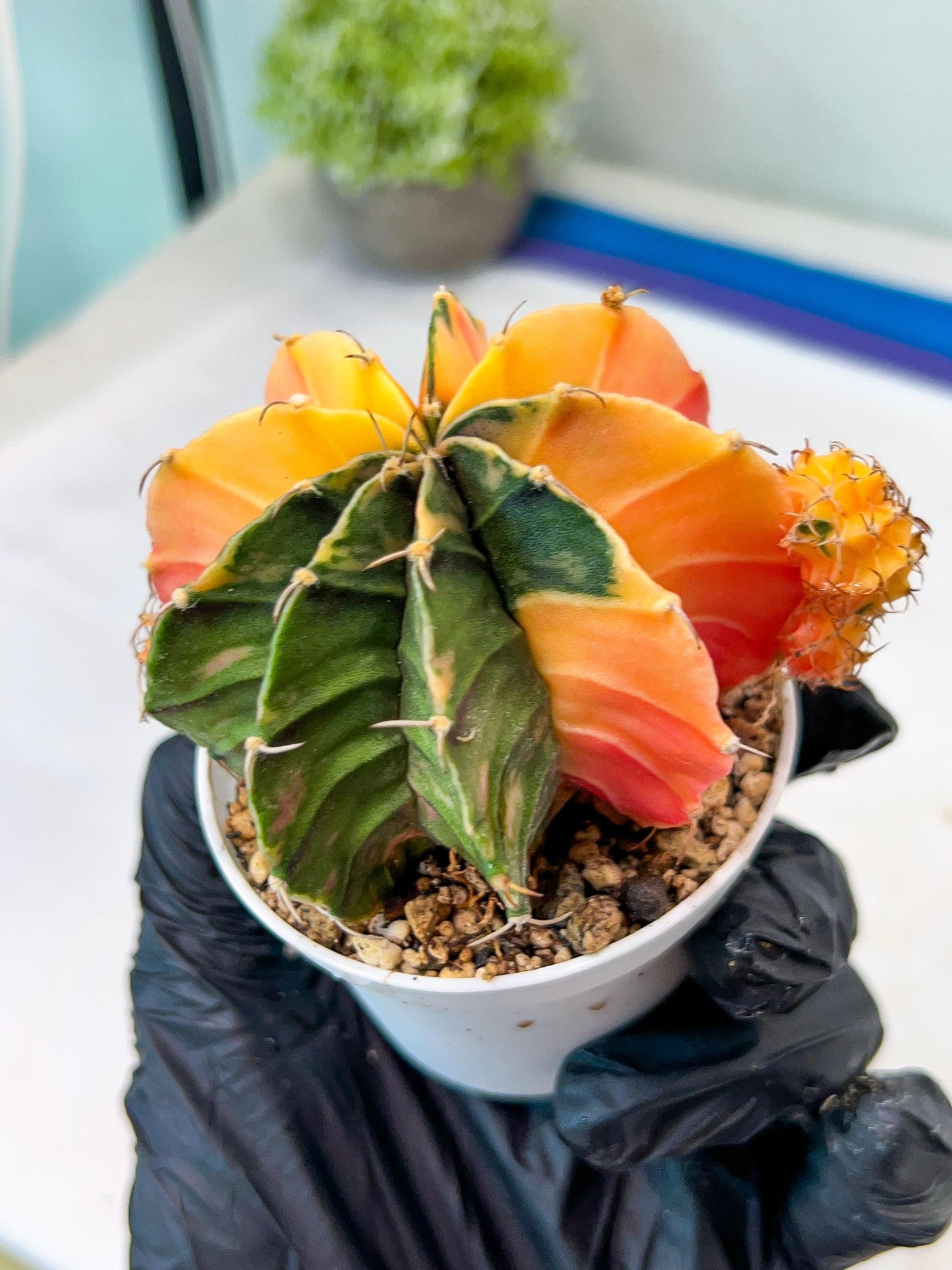 Gymnocalycium Mihanovichii Var (g1) (p4) | variegated cactus