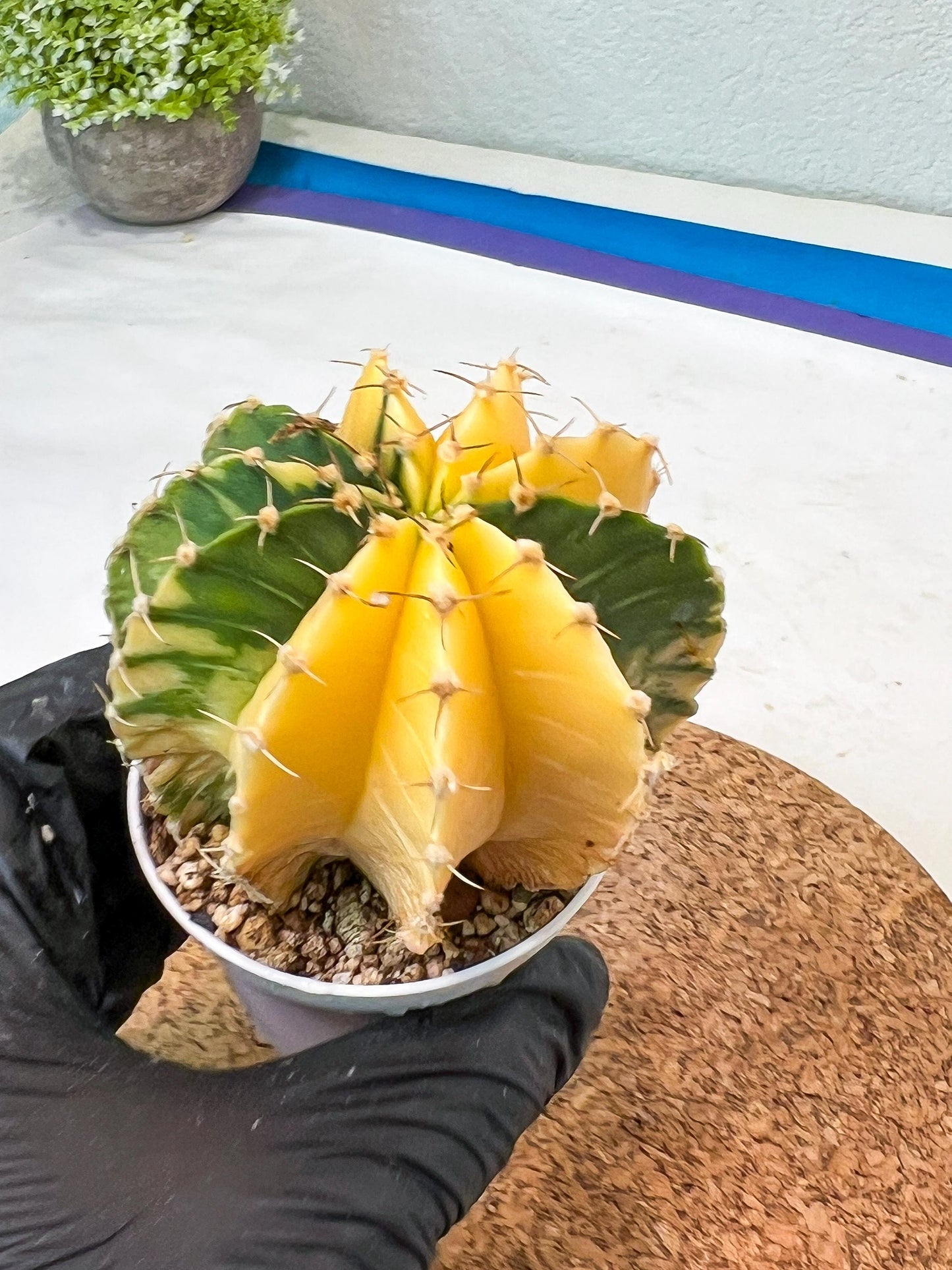 Gymnocalycium Mihanovichii Var (g1) (p6) | variegated cactus