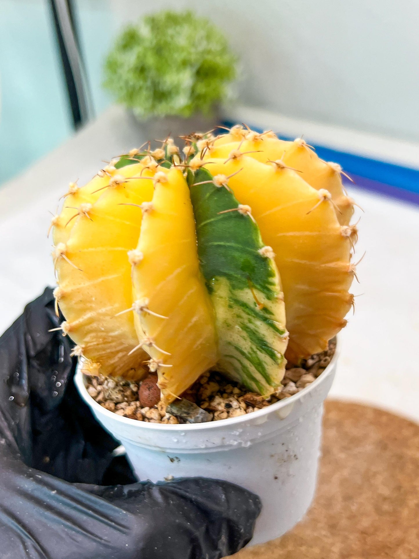 Gymnocalycium Mihanovichii Var (g1) (p6) | variegated cactus