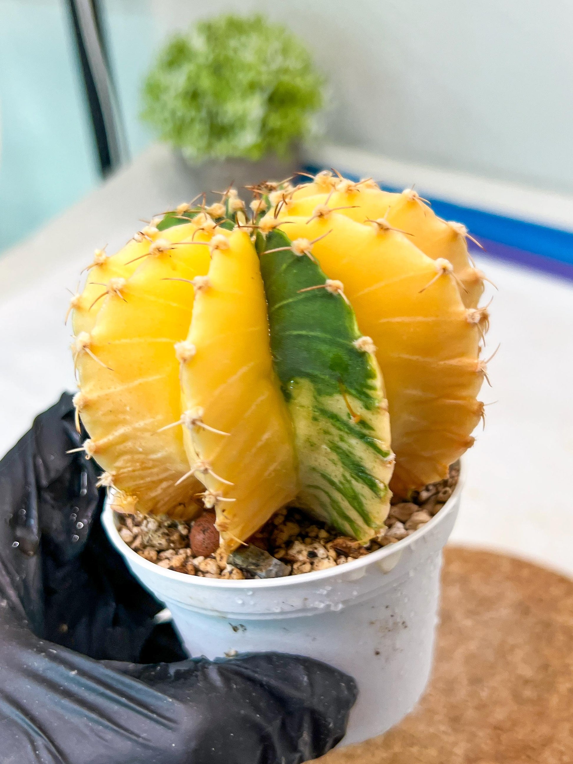 Gymnocalycium Mihanovichii Var (g1) (p6) | variegated cactus