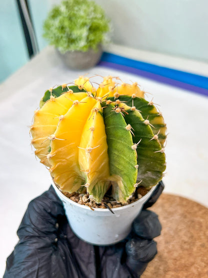 Gymnocalycium Mihanovichii Var (g1) (p6) | variegated cactus