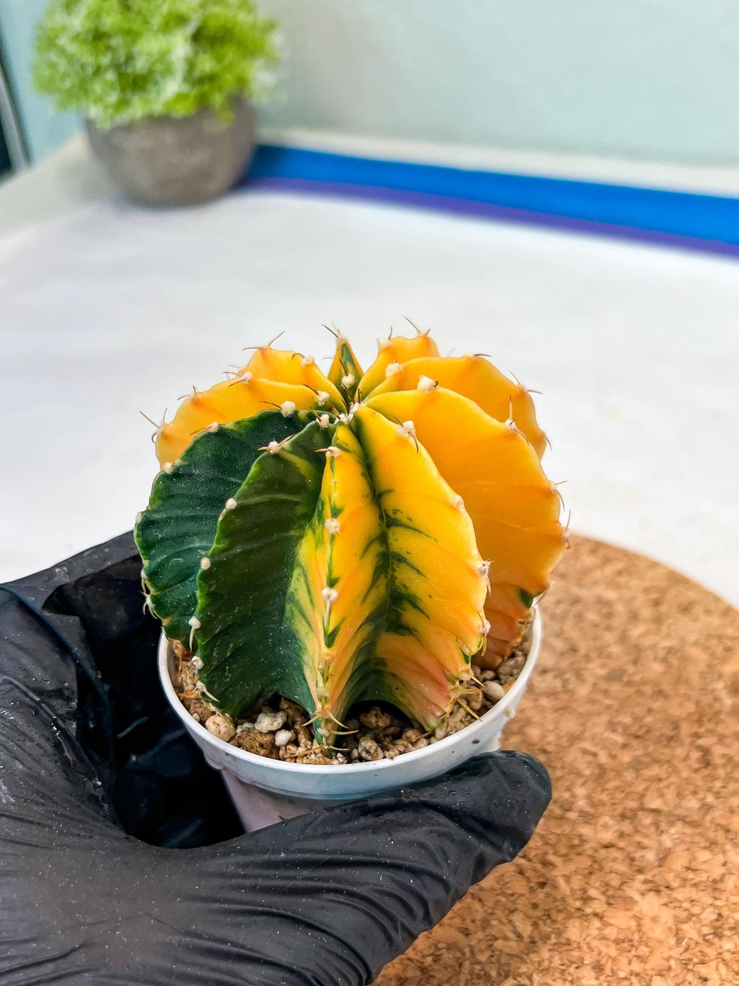 Gymnocalycium Mihanovichii Var (g1) (p7) | variegated cactus