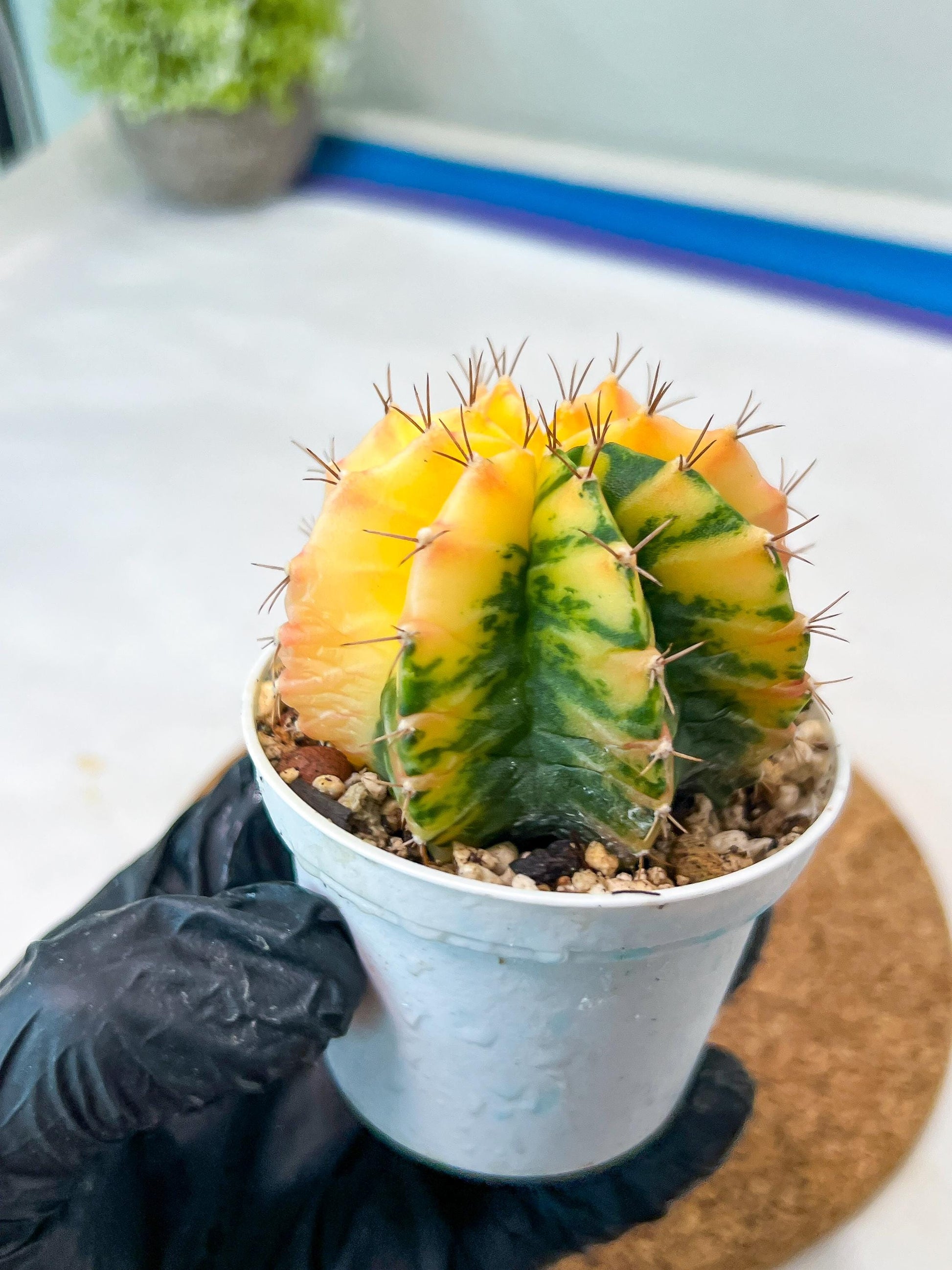 Gymnocalycium Mihanovichii Var (g3) (r1) | variegated cactus