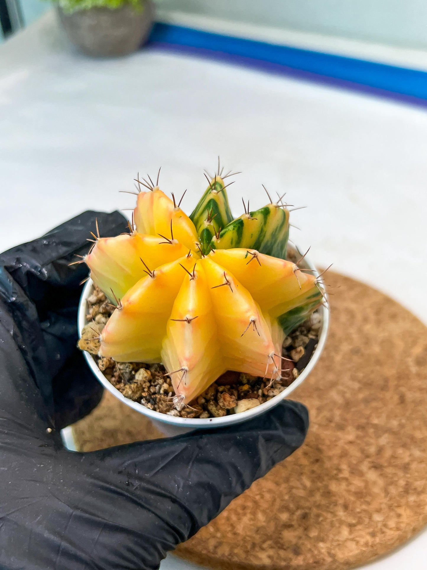 Gymnocalycium Mihanovichii Var (g3) (r1) | variegated cactus