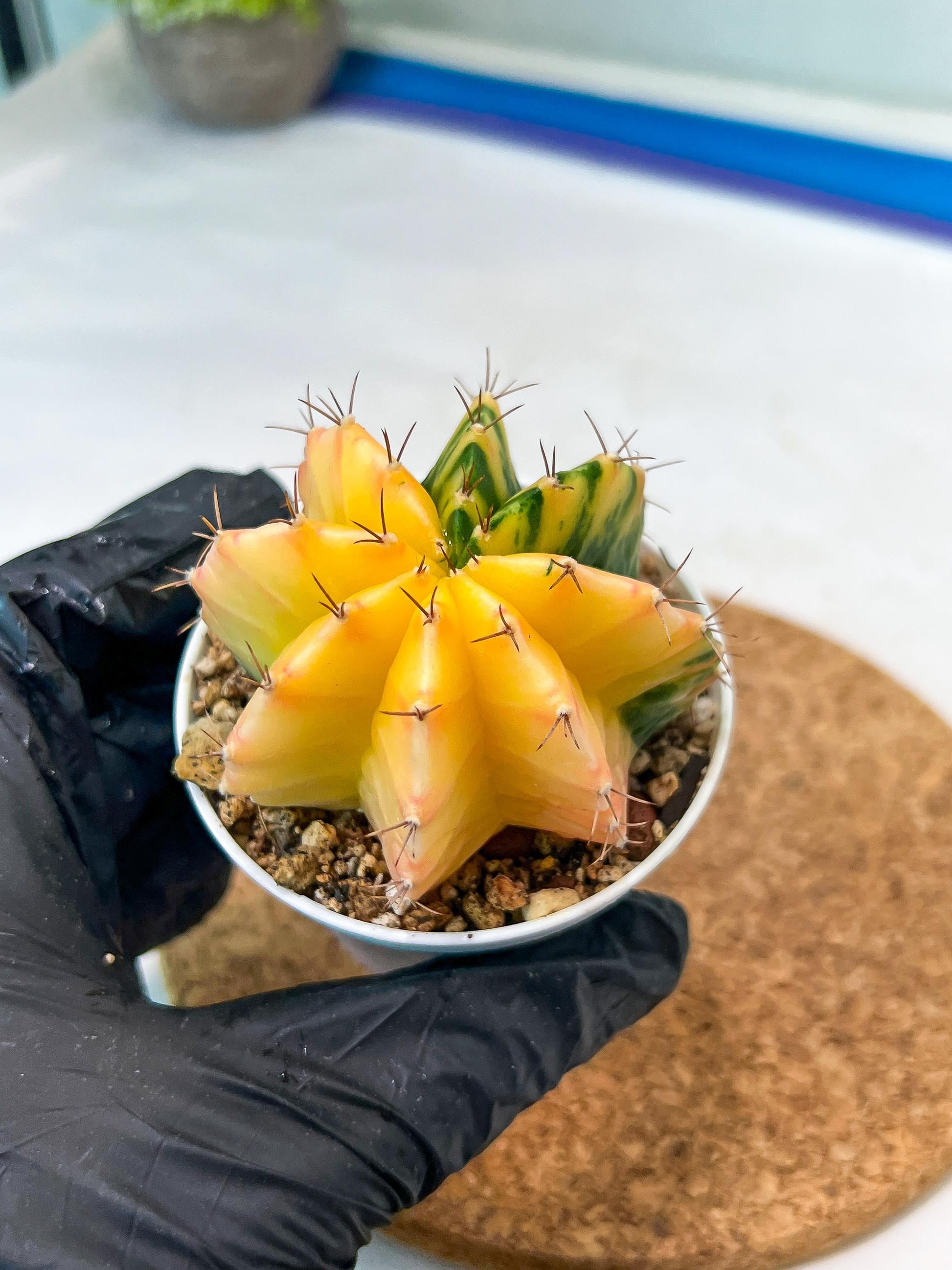 Gymnocalycium Mihanovichii Var (g3) (r1) | variegated cactus