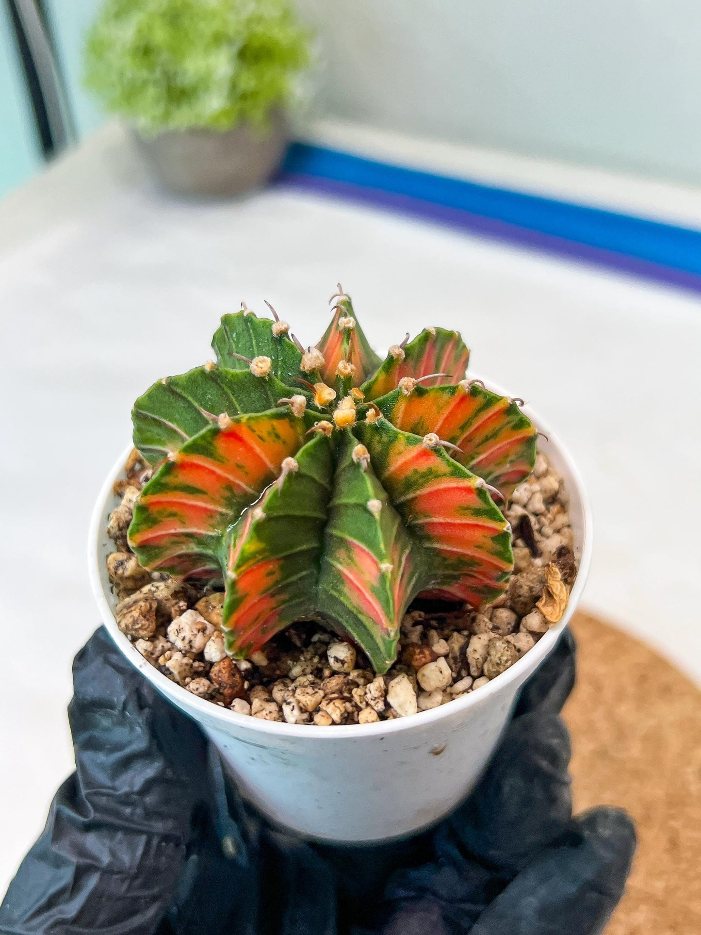 Gymnocalycium Mihanovichii Var (g3) (r2) | variegated cactus