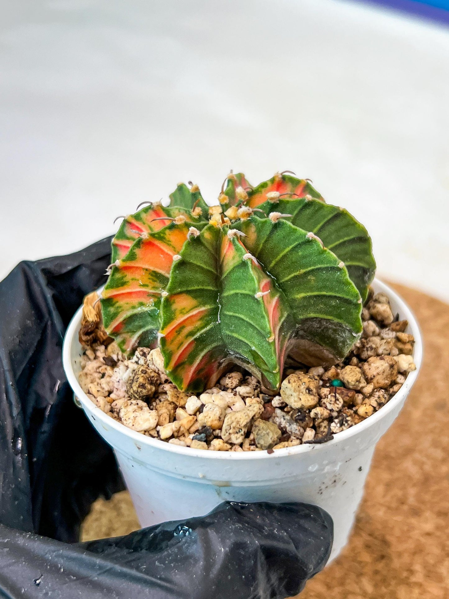 Gymnocalycium Mihanovichii Var (g3) (r2) | variegated cactus