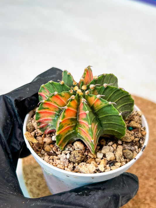 Gymnocalycium Mihanovichii Var (g3) (r2) | variegated cactus