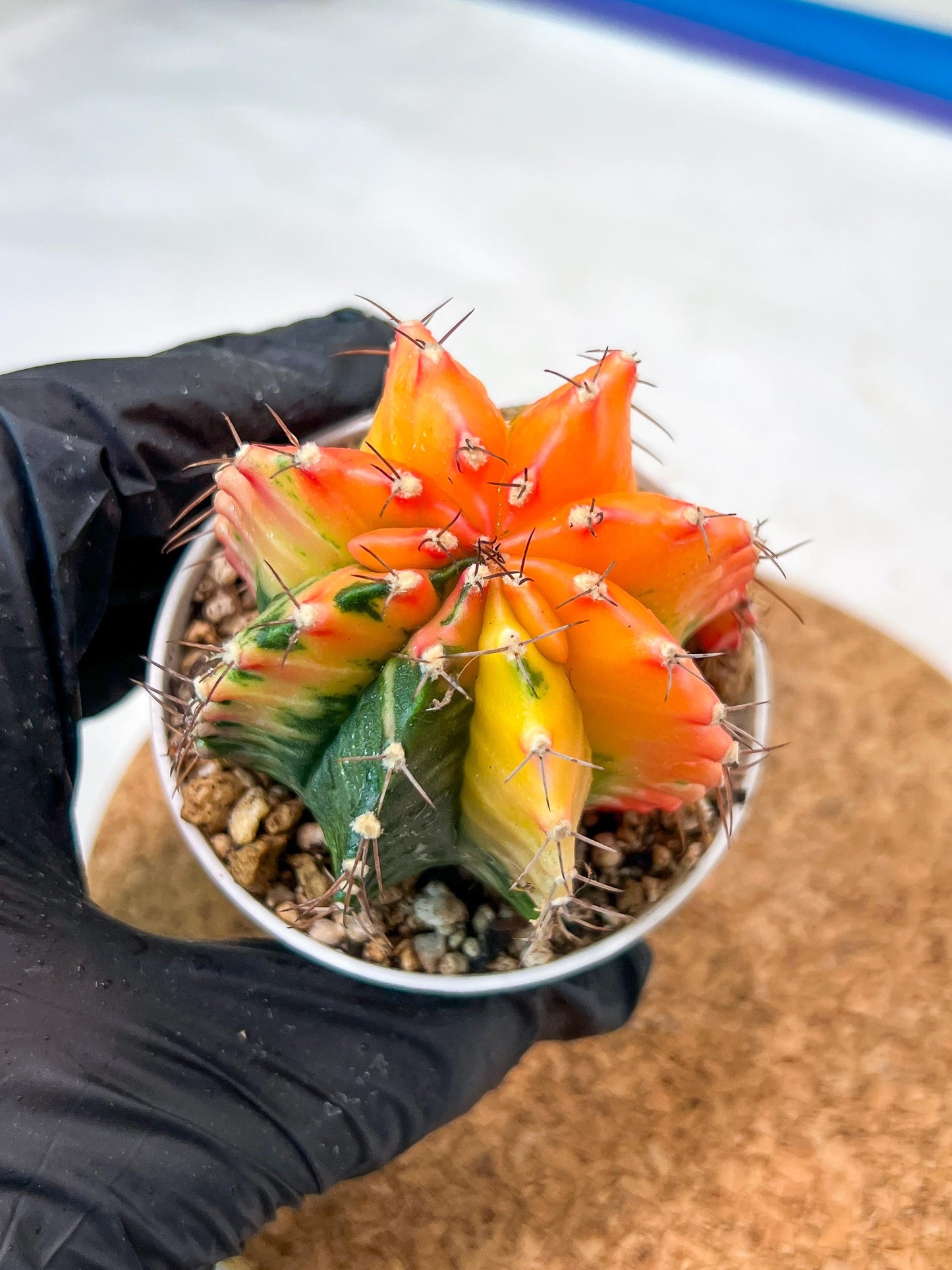 Gymnocalycium Mihanovichii Var (g3) (r3) | variegated cactus
