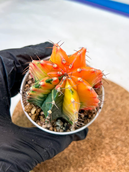 Gymnocalycium Mihanovichii Var (g3) (r3) | variegated cactus