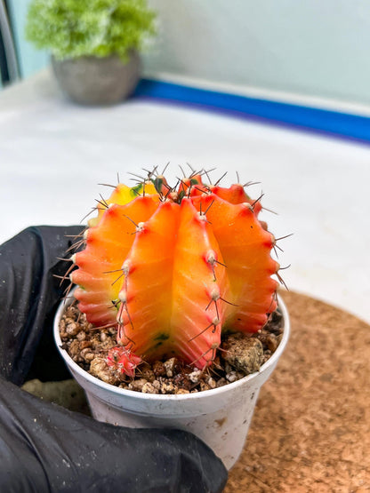 Gymnocalycium Mihanovichii Var (g3) (r3) | variegated cactus