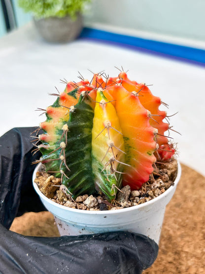 Gymnocalycium Mihanovichii Var (g3) (r3) | variegated cactus