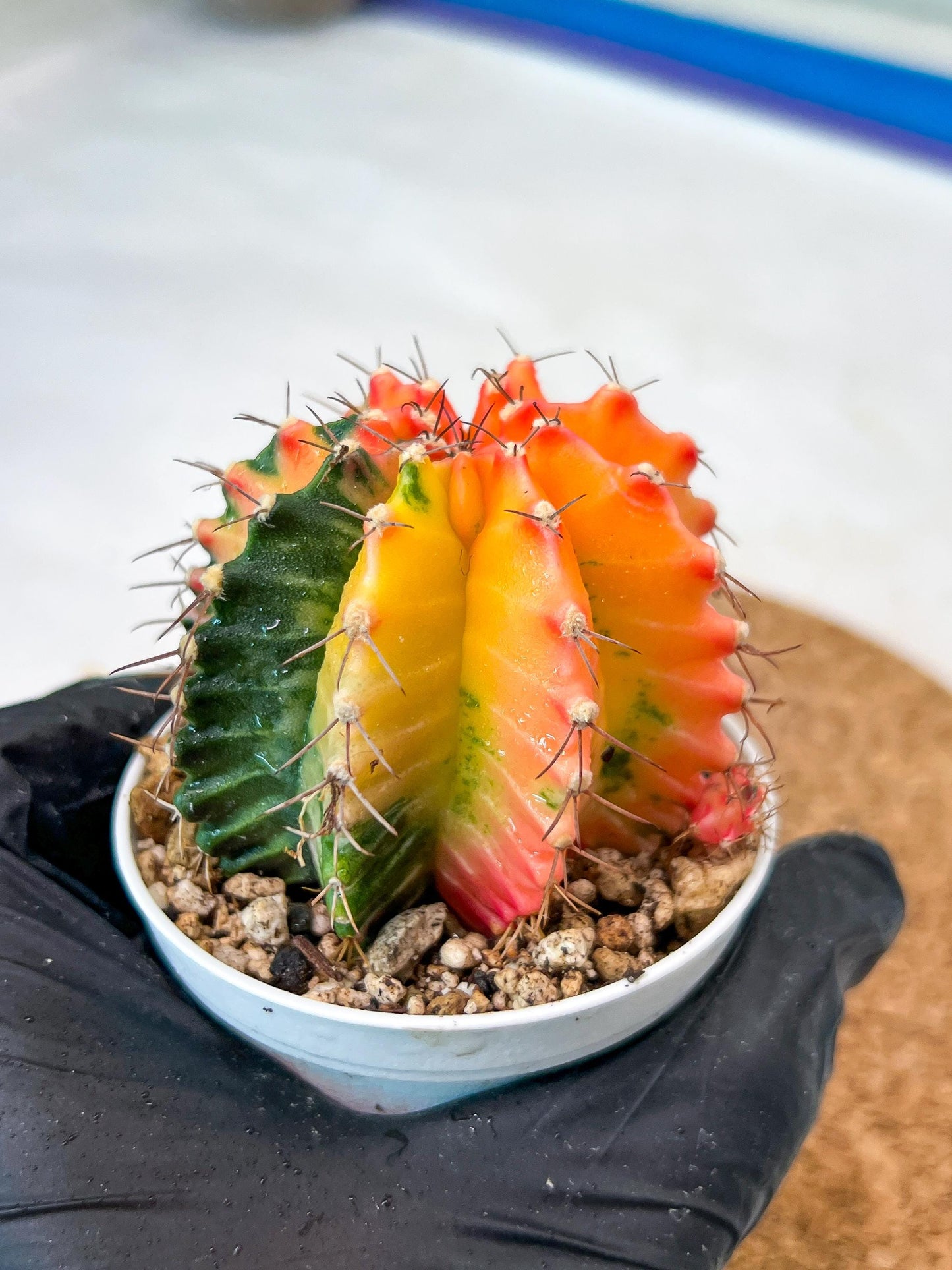 Gymnocalycium Mihanovichii Var (g3) (r3) | variegated cactus