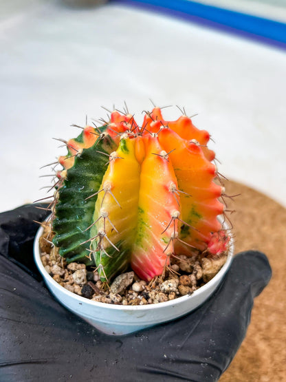 Gymnocalycium Mihanovichii Var (g3) (r3) | variegated cactus