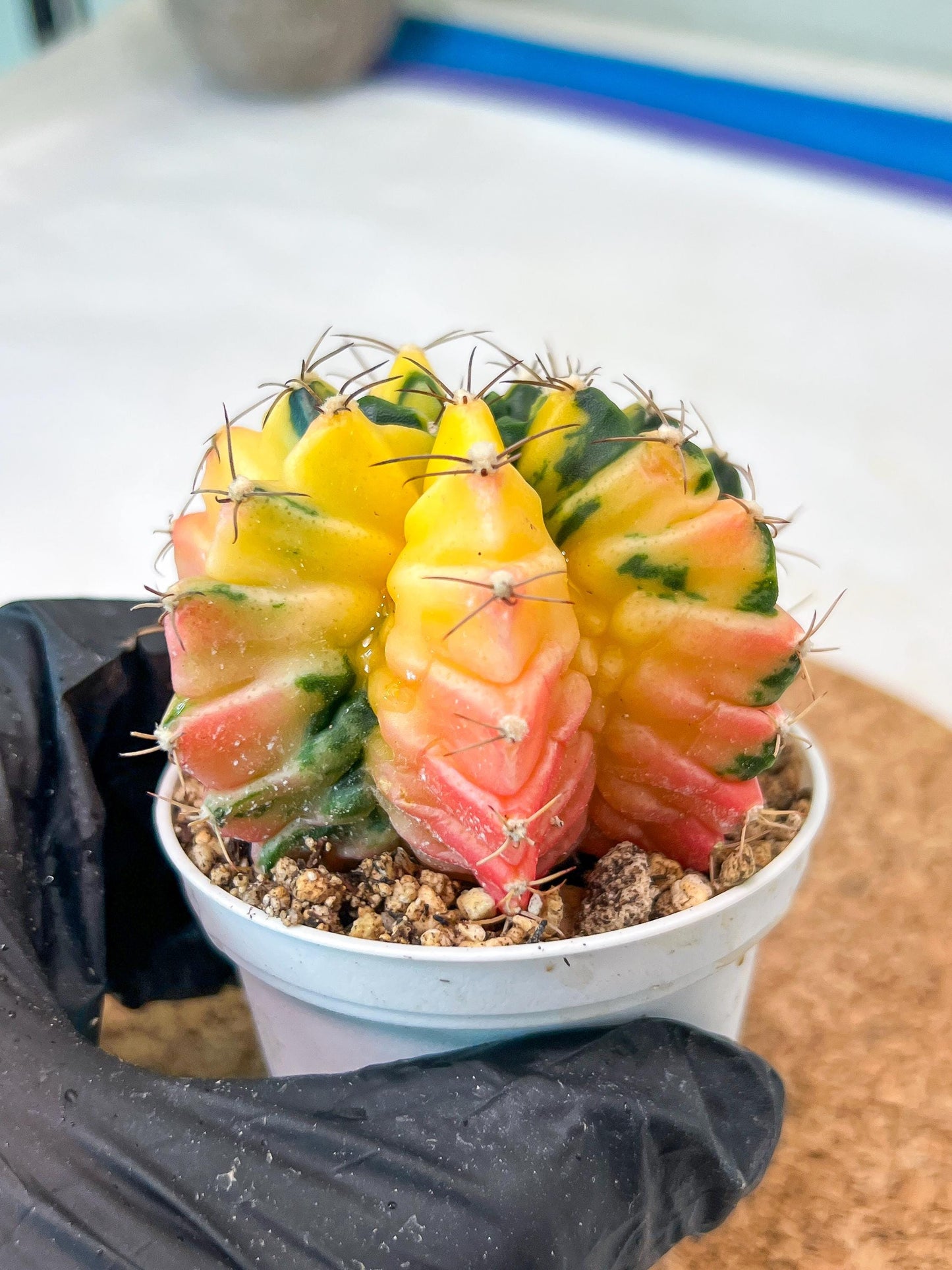 Gymnocalycium Mihanovichii Var (g3) (r4) | variegated cactus