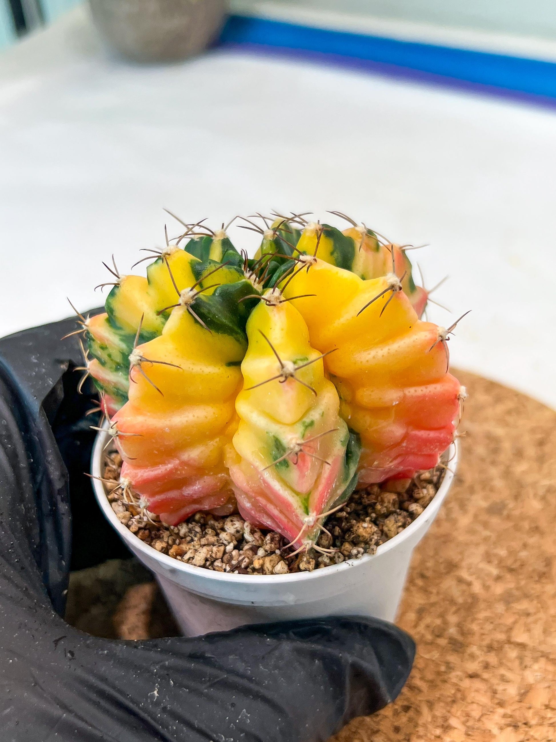 Gymnocalycium Mihanovichii Var (g3) (r4) | variegated cactus